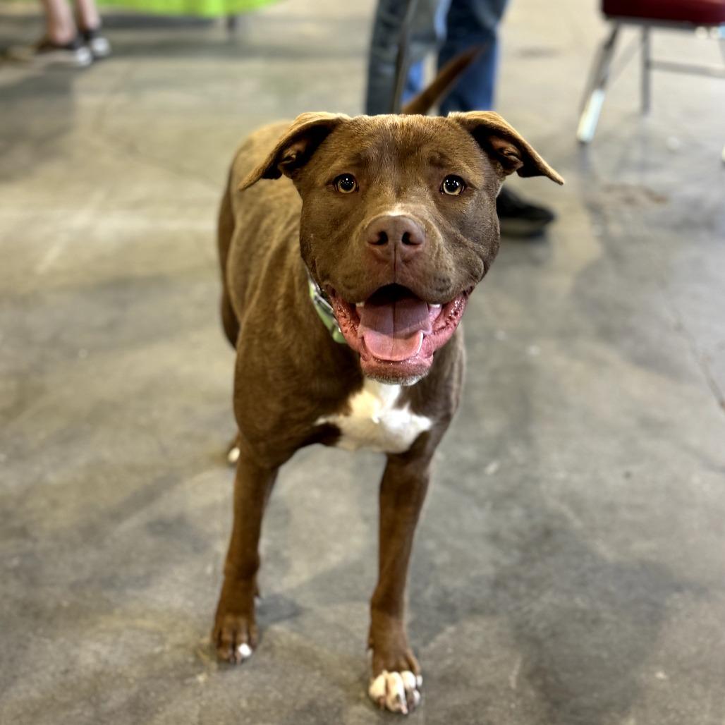 Groot, a Adoptable mixed breed in La Grange, KY image 4/5
