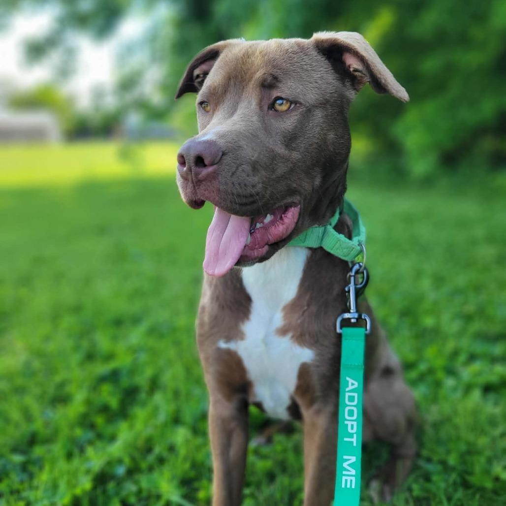Groot, a Adoptable mixed breed in La Grange, KY image 5/5