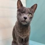 Enlarge Kiki, a Adoptable Domestic Short Hair in Santa Cruz, CA image 3/3