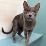 Enlarge Kiki, a Adoptable Domestic Short Hair in Santa Cruz, CA image 2/3