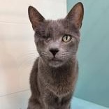 Kiki, Adoptable, Adult Female Domestic Short Hair.