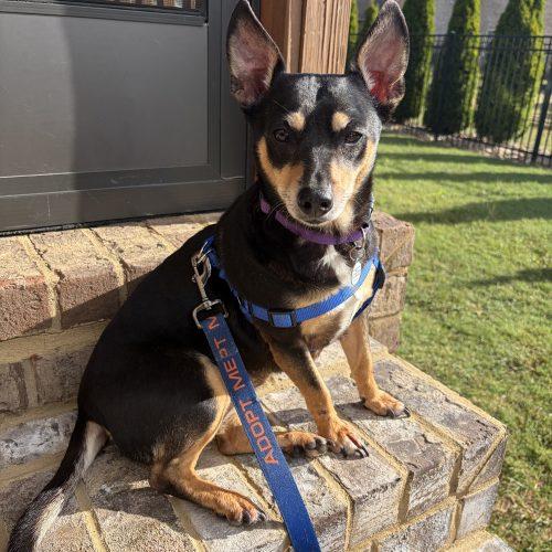 Lilbit, Adoptable, Adult Female Chiweenie.