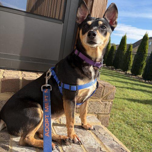 Enlarge Lilbit, a Adoptable Chiweenie in Cookeville, TN image 2/4