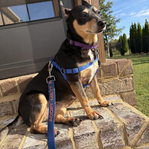 Enlarge Lilbit, a Adoptable Chiweenie in Cookeville, TN image 3/4