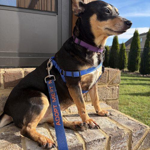 Enlarge Lilbit, a Adoptable Chiweenie in Cookeville, TN image 4/4
