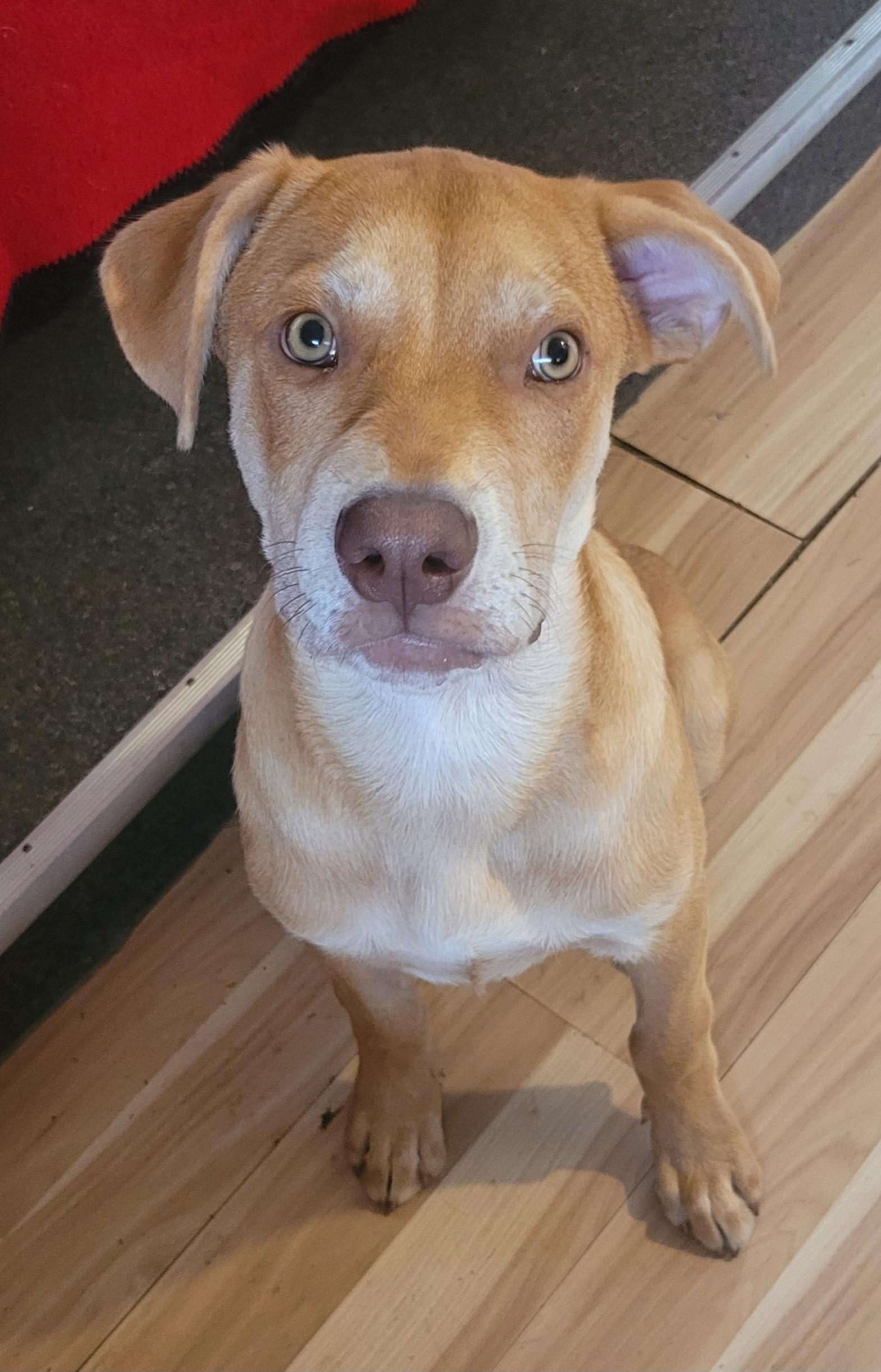 Cash, Adopted, Young Male Labrador Retriever.