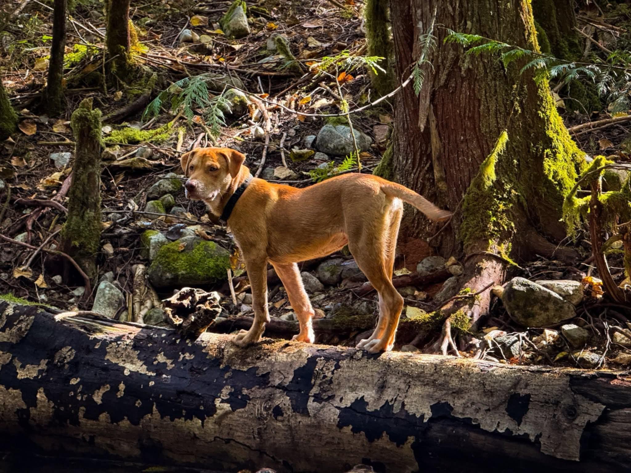 Enlarge Cash, a Adopted mixed breed in Vancouver, BC image 3/4