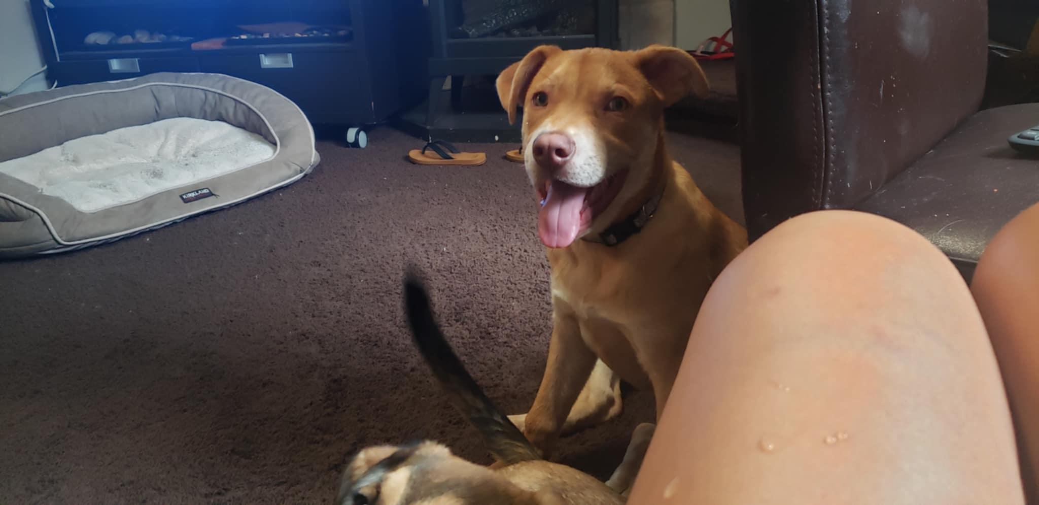 Enlarge Cash, a Adopted mixed breed in Vancouver, BC image 4/4