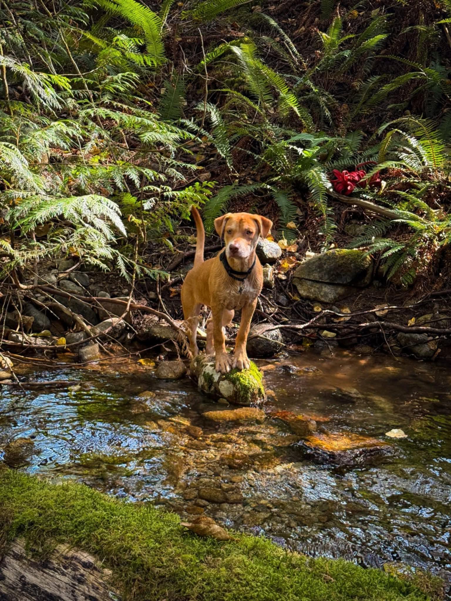 Enlarge Cash, a Adopted mixed breed in Vancouver, BC image 2/4