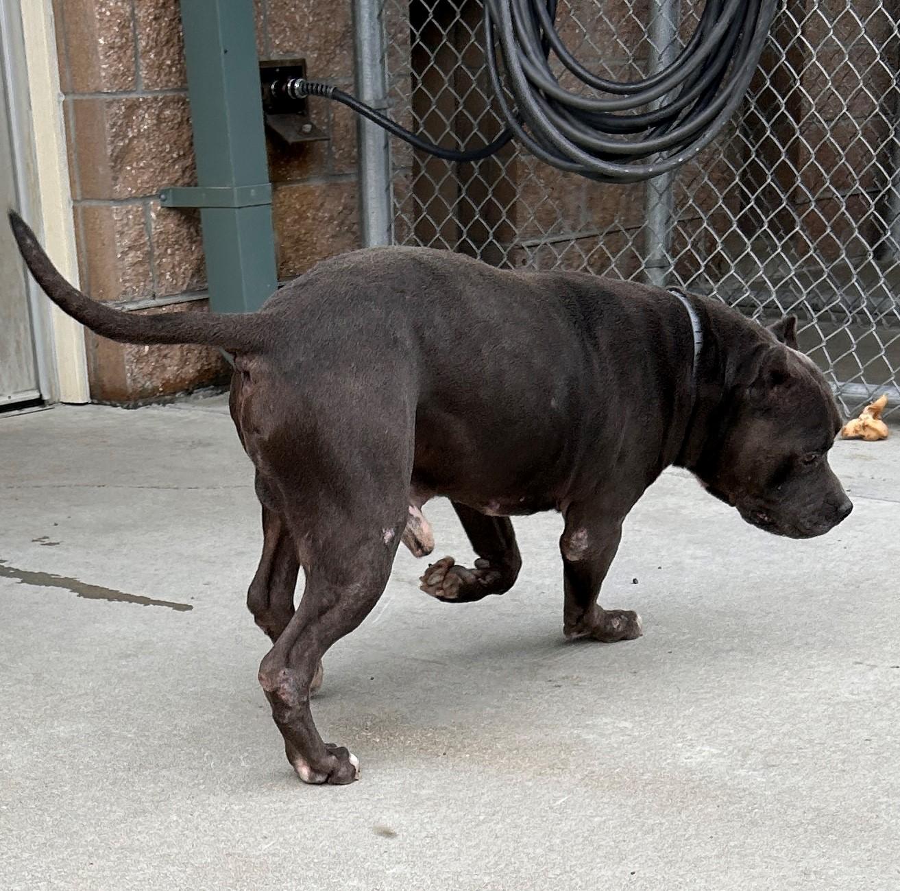 Enlarge 25-0391 "Romeo", a Adoptable mixed breed in Leavenworth, KS image 5/6