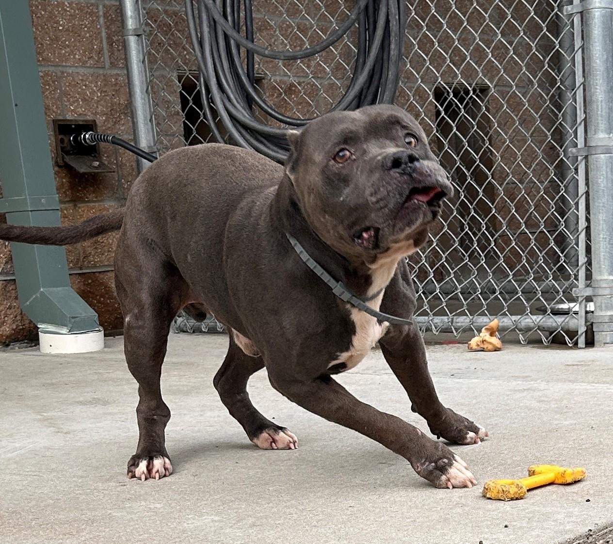 Enlarge 25-0391 "Romeo", a Adoptable mixed breed in Leavenworth, KS image 4/6