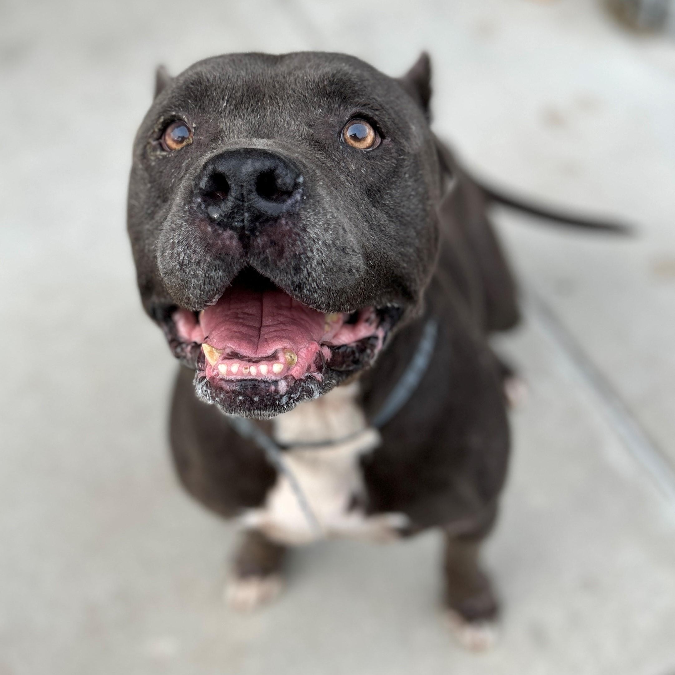 25-0391 "Romeo", Adoptable, Senior Male American Staffordshire Terrier.