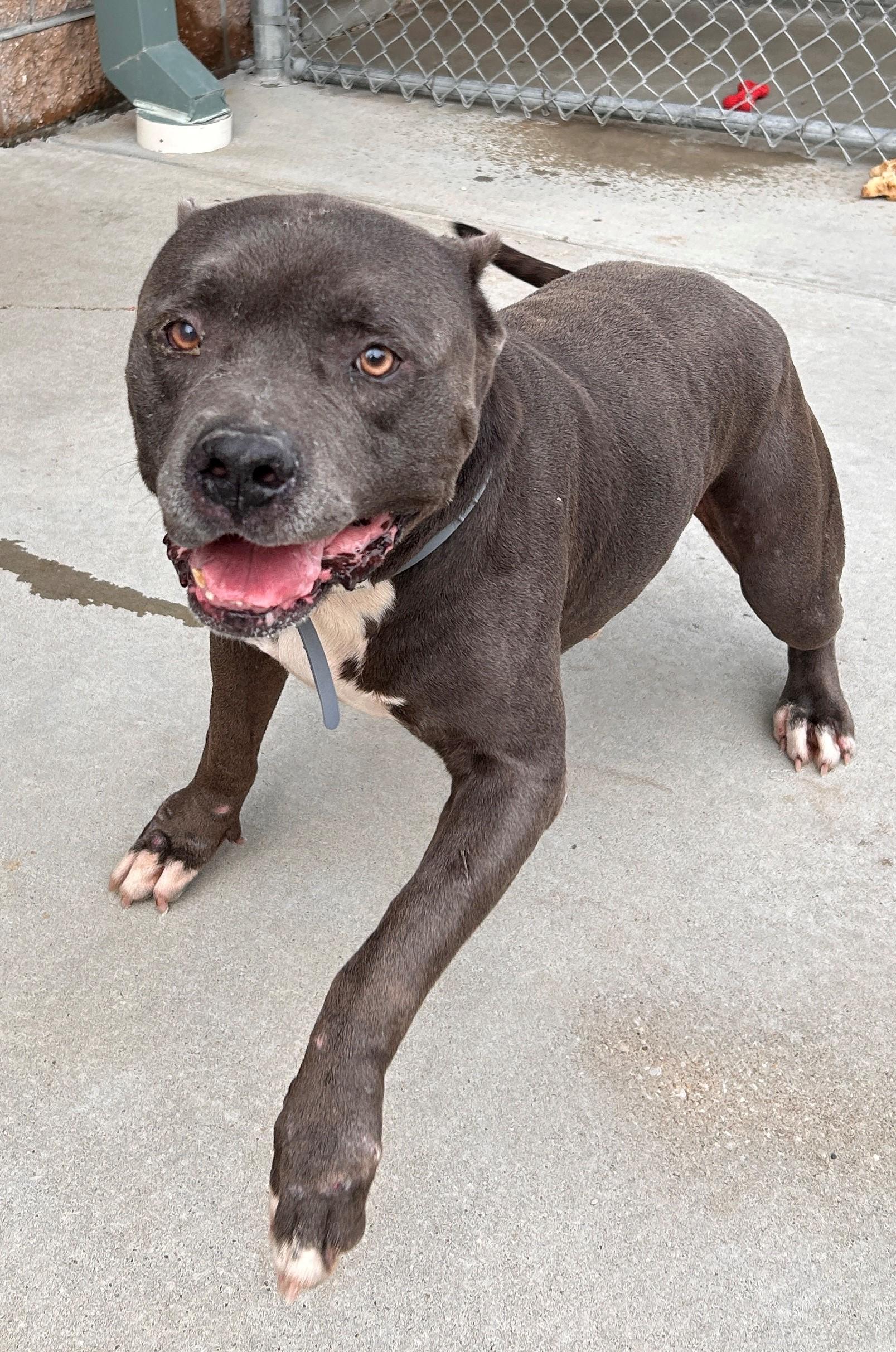 Enlarge 25-0391 "Romeo", a Adoptable mixed breed in Leavenworth, KS image 6/6