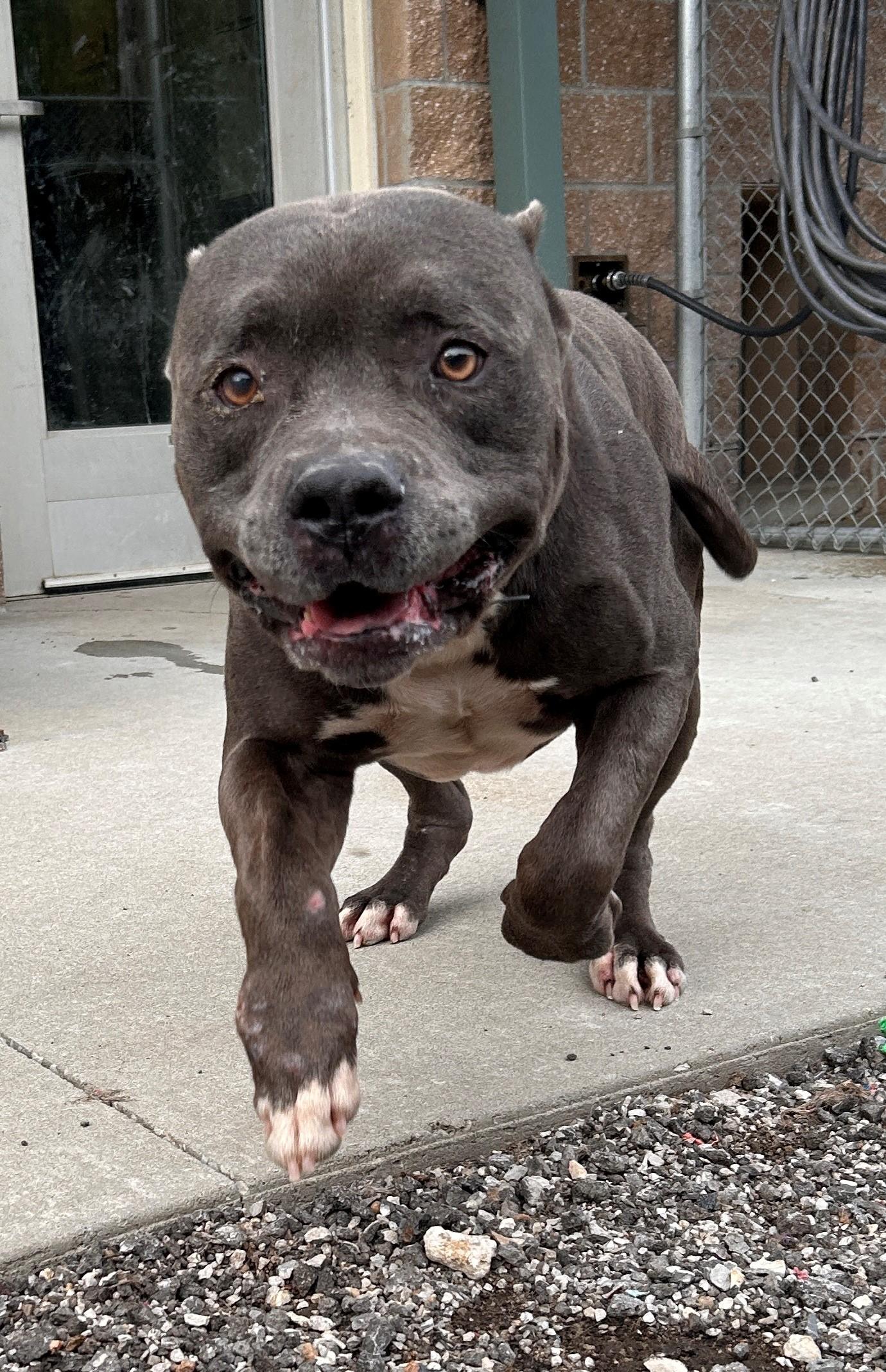 Enlarge 25-0391 "Romeo", a Adoptable mixed breed in Leavenworth, KS image 2/6