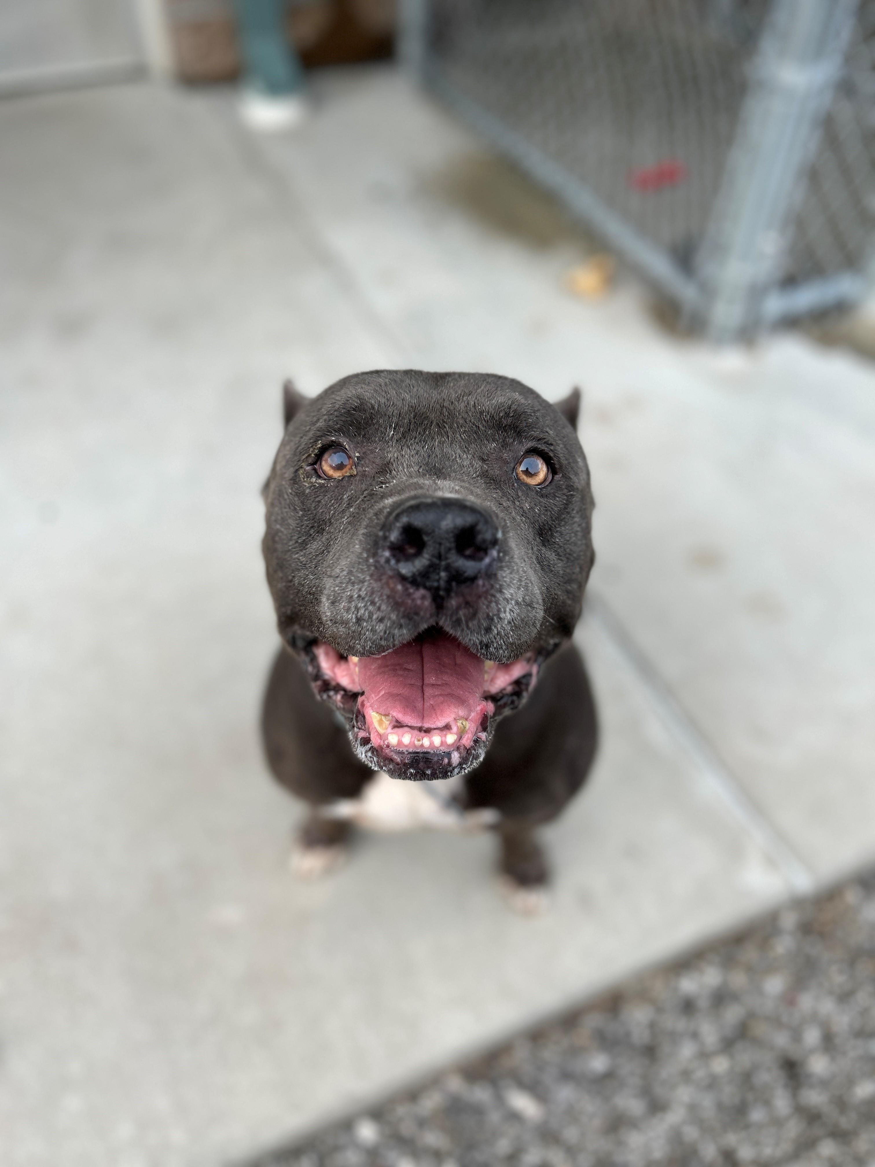 Enlarge 25-0391 "Romeo", a Adoptable mixed breed in Leavenworth, KS image 3/6