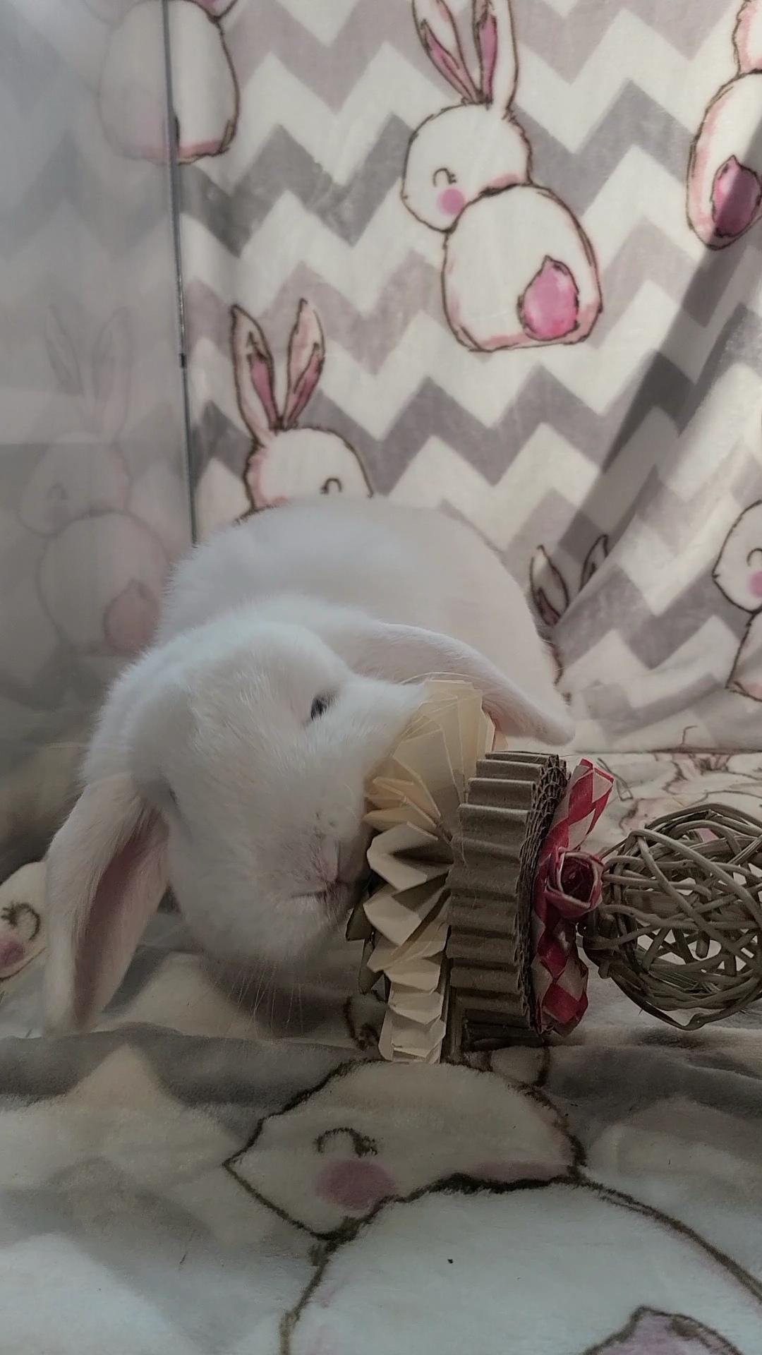 Stewie, adopted, Young Male Holland Lop.