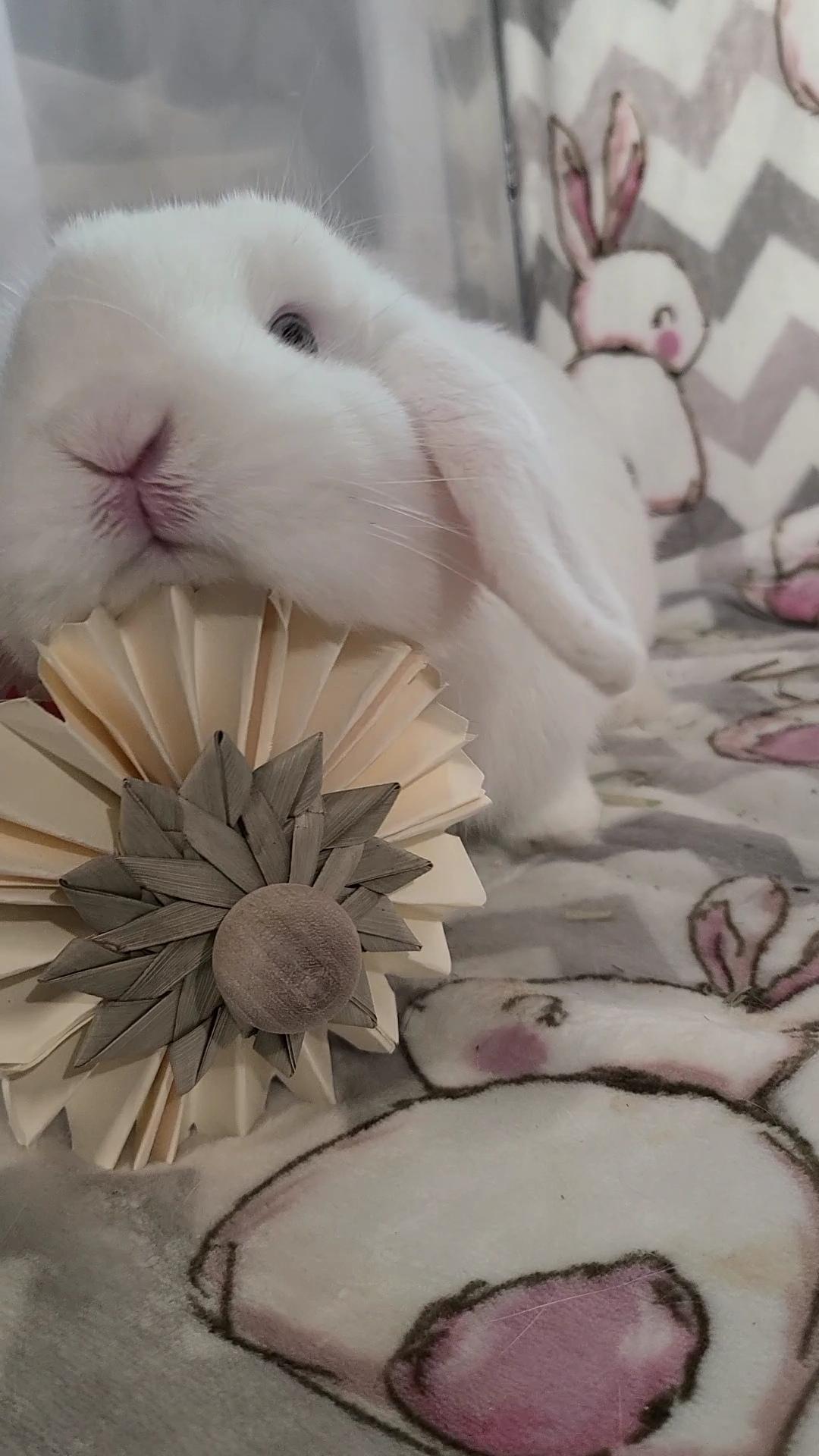 Enlarge Stewie, an adopted Holland Lop in Waynesboro, VA image 2/5