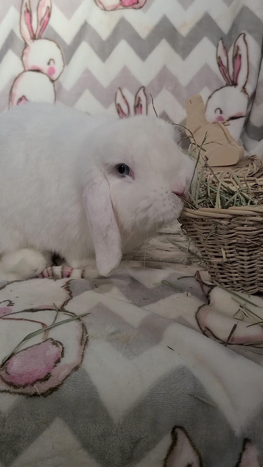 Enlarge Stewie, an adopted Holland Lop in Waynesboro, VA image 3/5