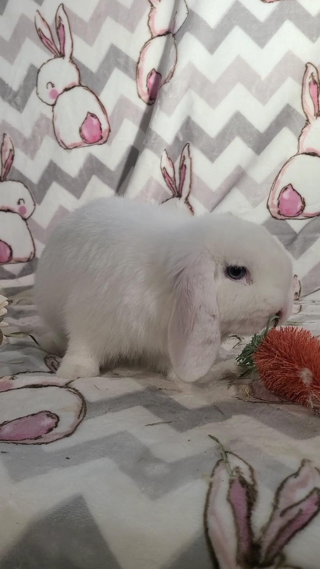 Enlarge Stewie, an adopted Holland Lop in Waynesboro, VA image 4/5