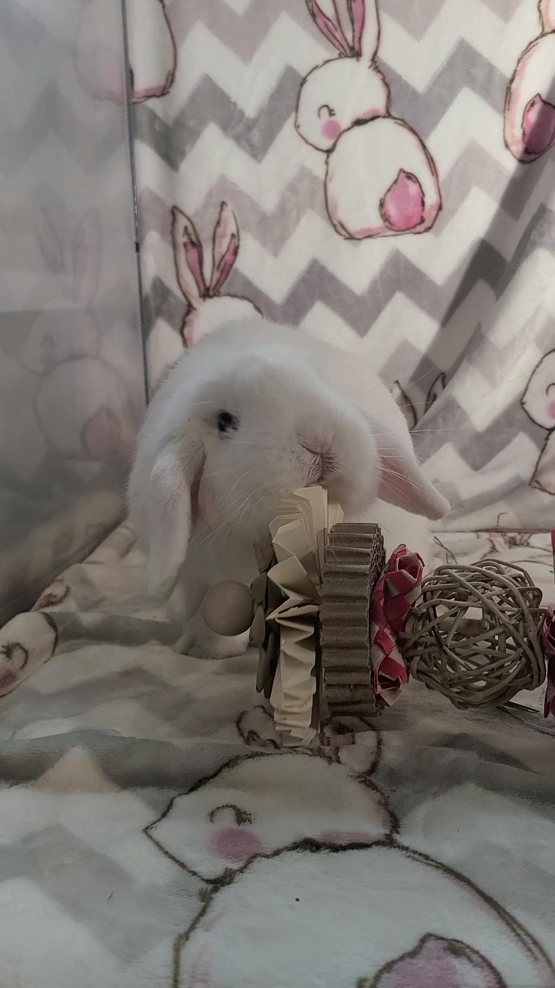 Enlarge Stewie, an adopted Holland Lop in Waynesboro, VA image 5/5