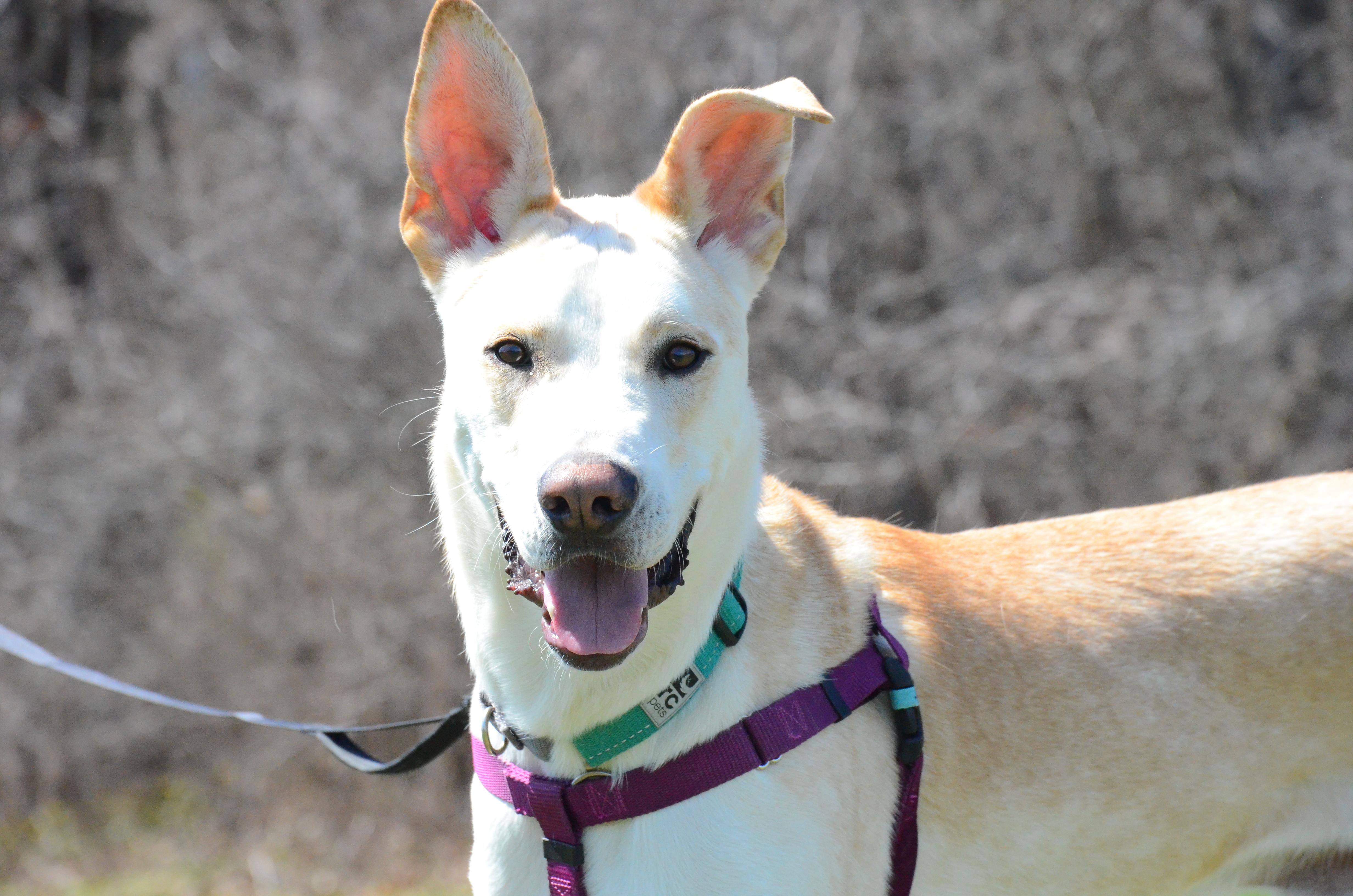 Enlarge Hunter, an adopted Mixed Breed in Montreal, QC image 1/6