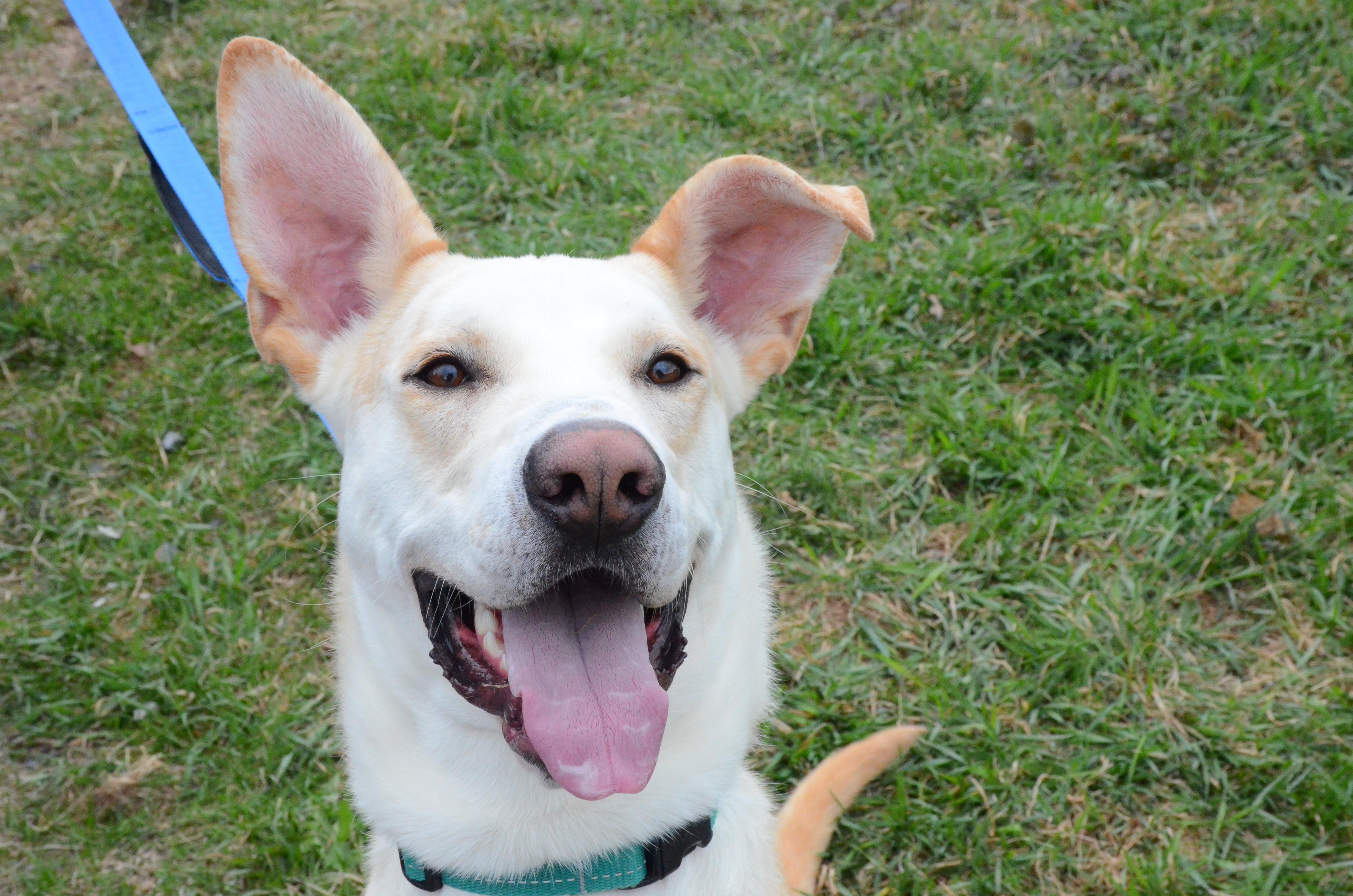 Enlarge Hunter, an adopted Mixed Breed in Montreal, QC image 2/6