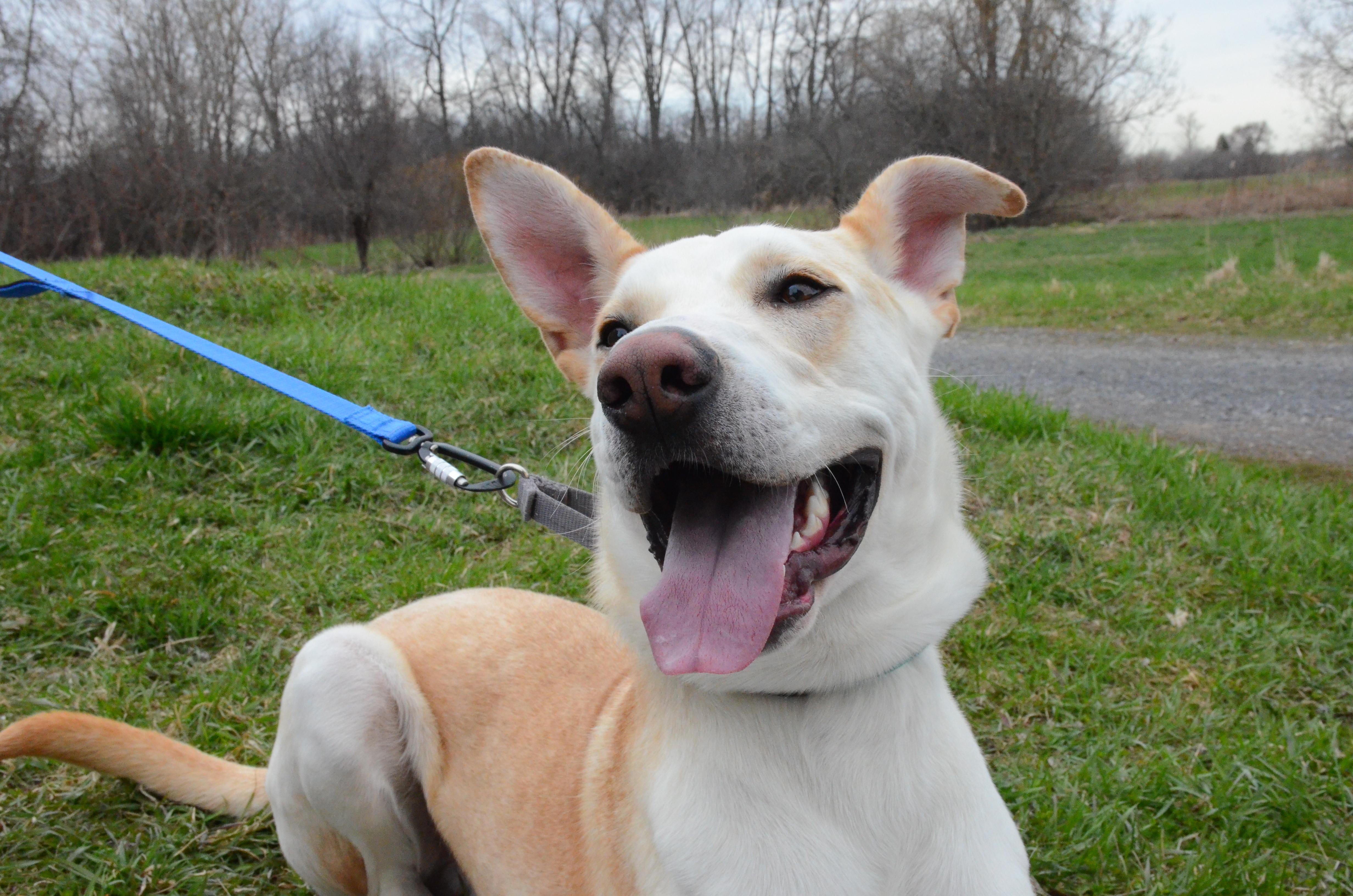 Enlarge Hunter, an adopted Mixed Breed in Montreal, QC image 3/6