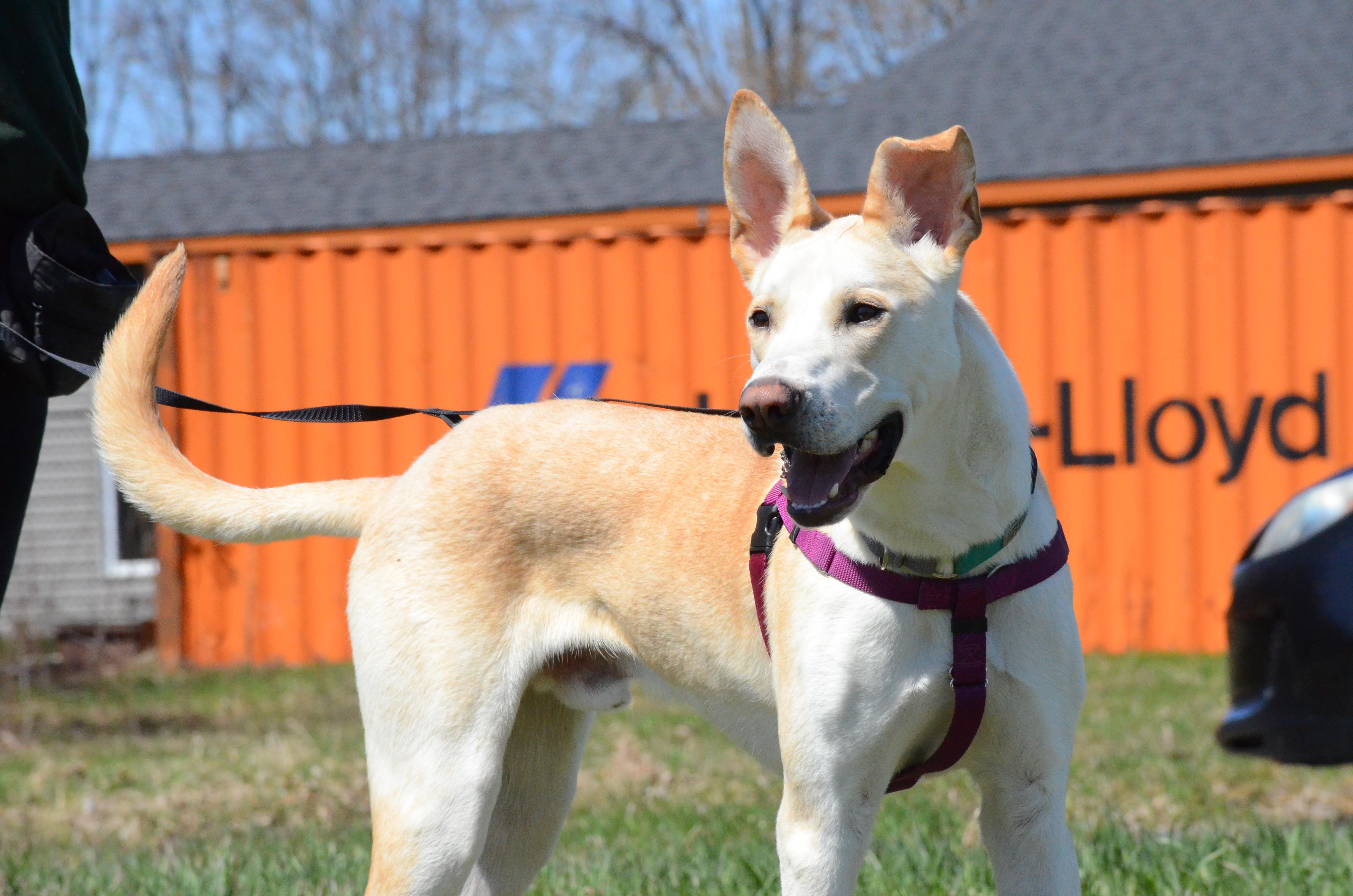 Enlarge Hunter, an adopted Mixed Breed in Montreal, QC image 5/6