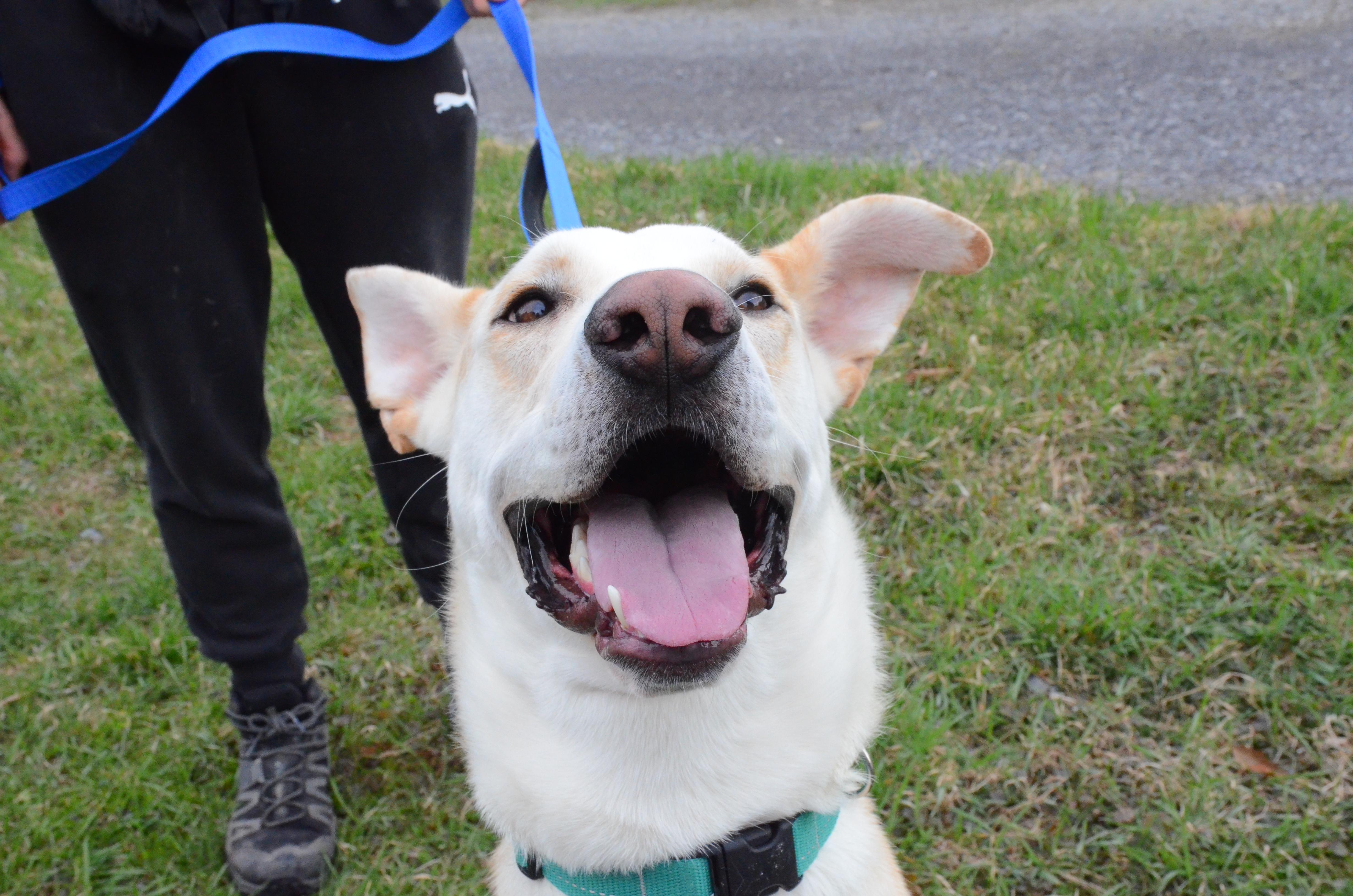Enlarge Hunter, an adopted Mixed Breed in Montreal, QC image 4/6