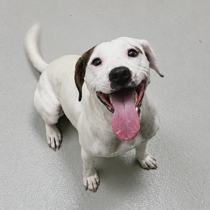 Wilson / AC 27946, Adoptable, Young Male Jack Russell Terrier & Terrier.