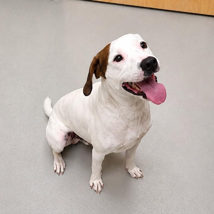 Wilson / AC 27946, a Adoptable mixed breed in Greeneville, TN image 2/2