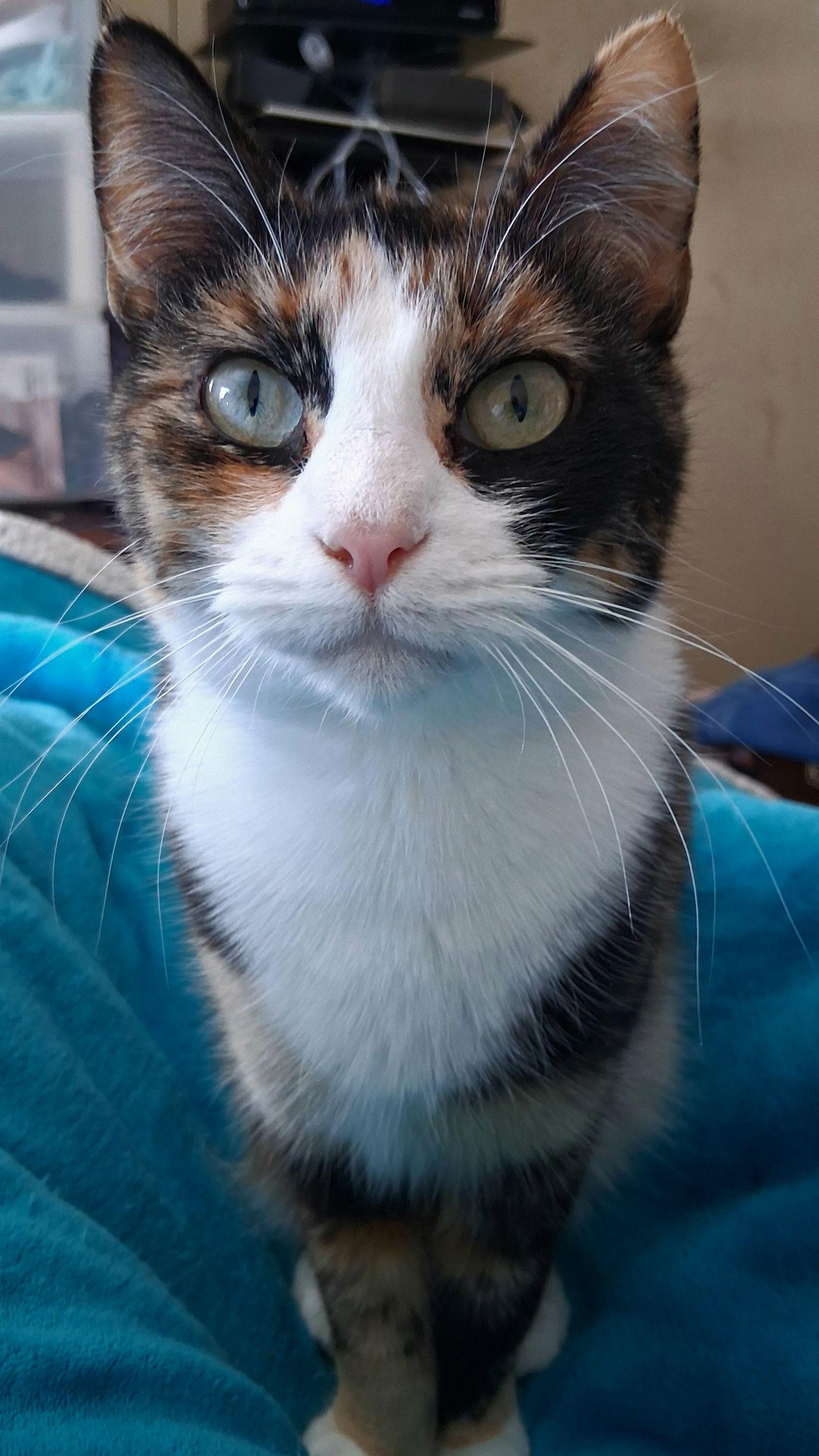 Enlarge Speckles, a Adoptable Domestic Short Hair in Canal Winchester, OH image 1/1