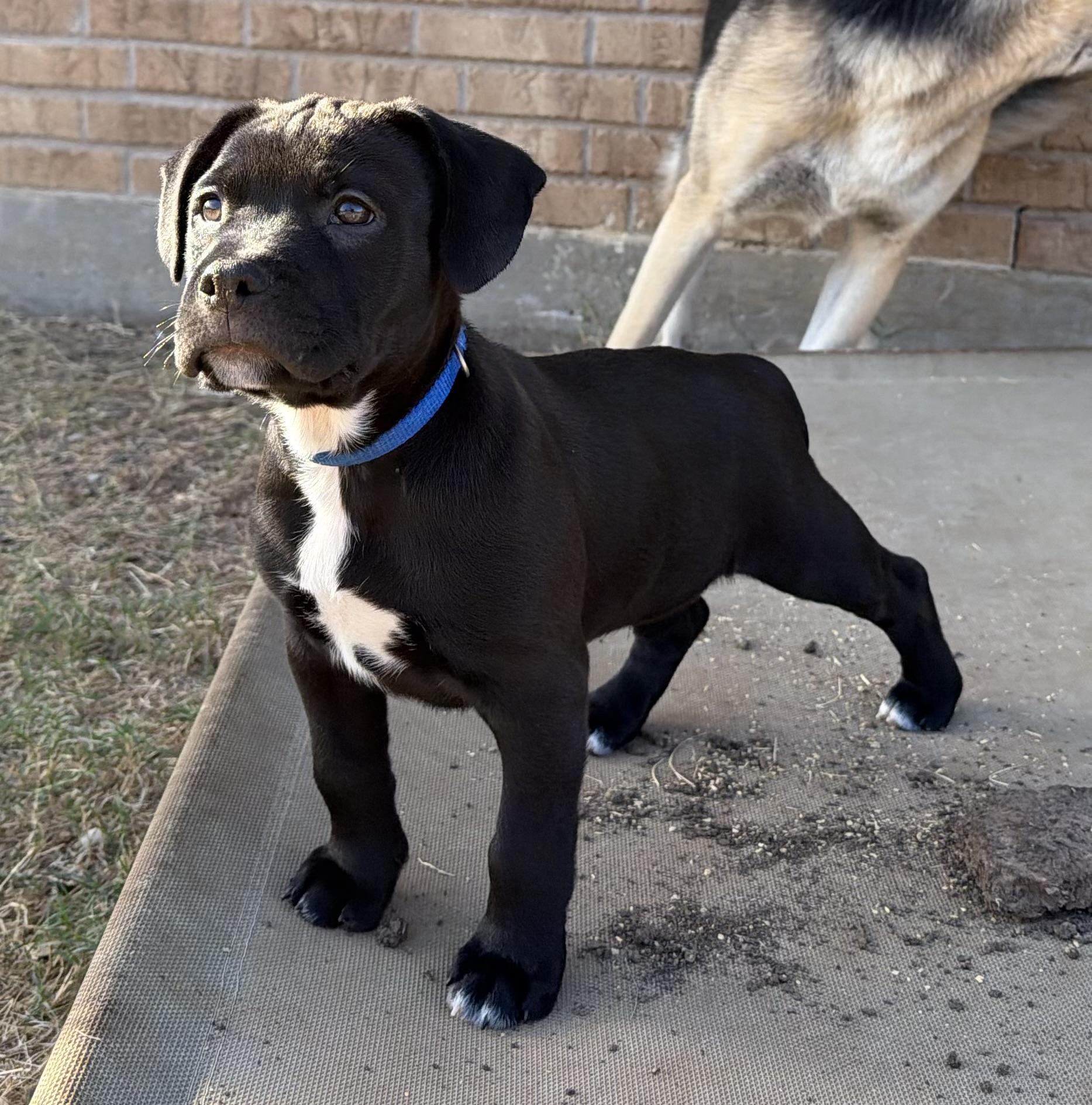 Alto, Adoptable, Puppy Male Pit Bull Terrier & American Bulldog.
