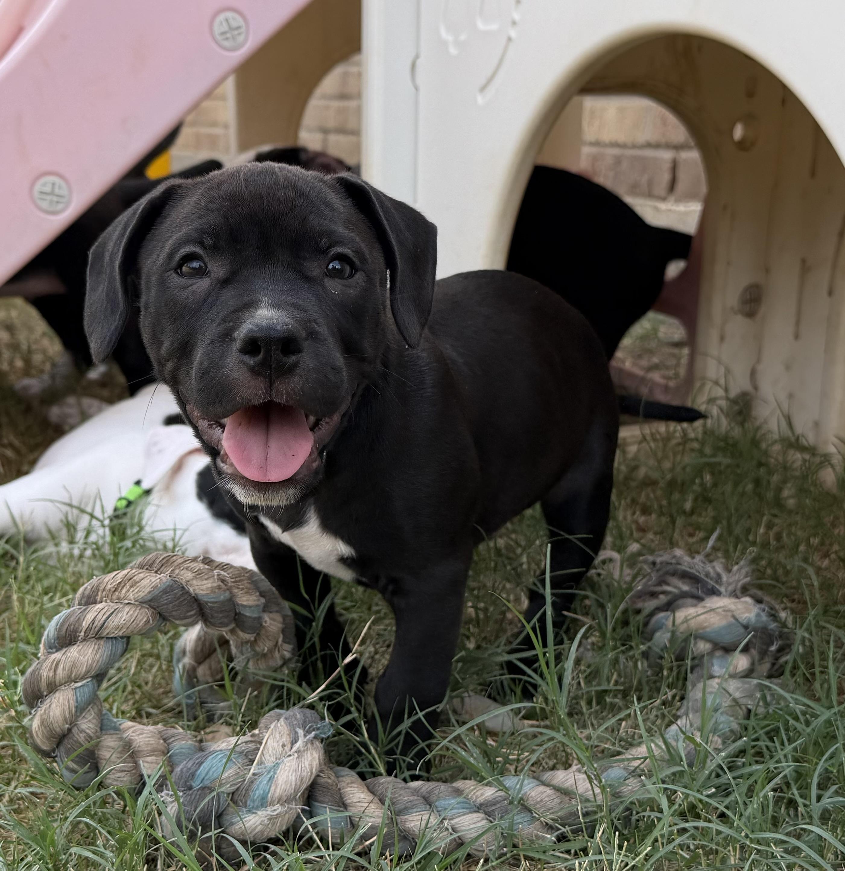 Enlarge Alto, a Adoptable mixed breed in Plano, TX image 4/5