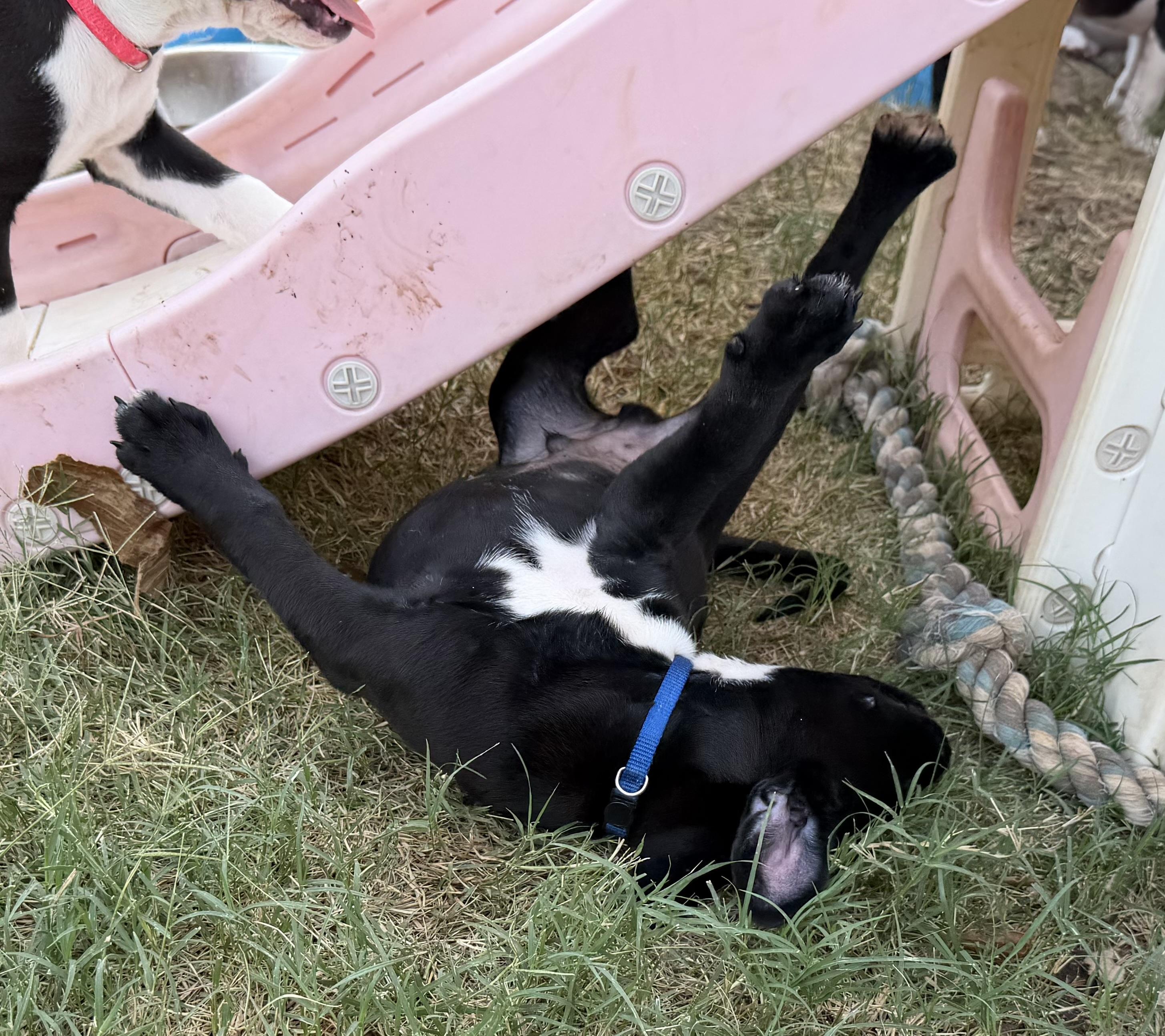 Enlarge Alto, a Adoptable mixed breed in Plano, TX image 5/5