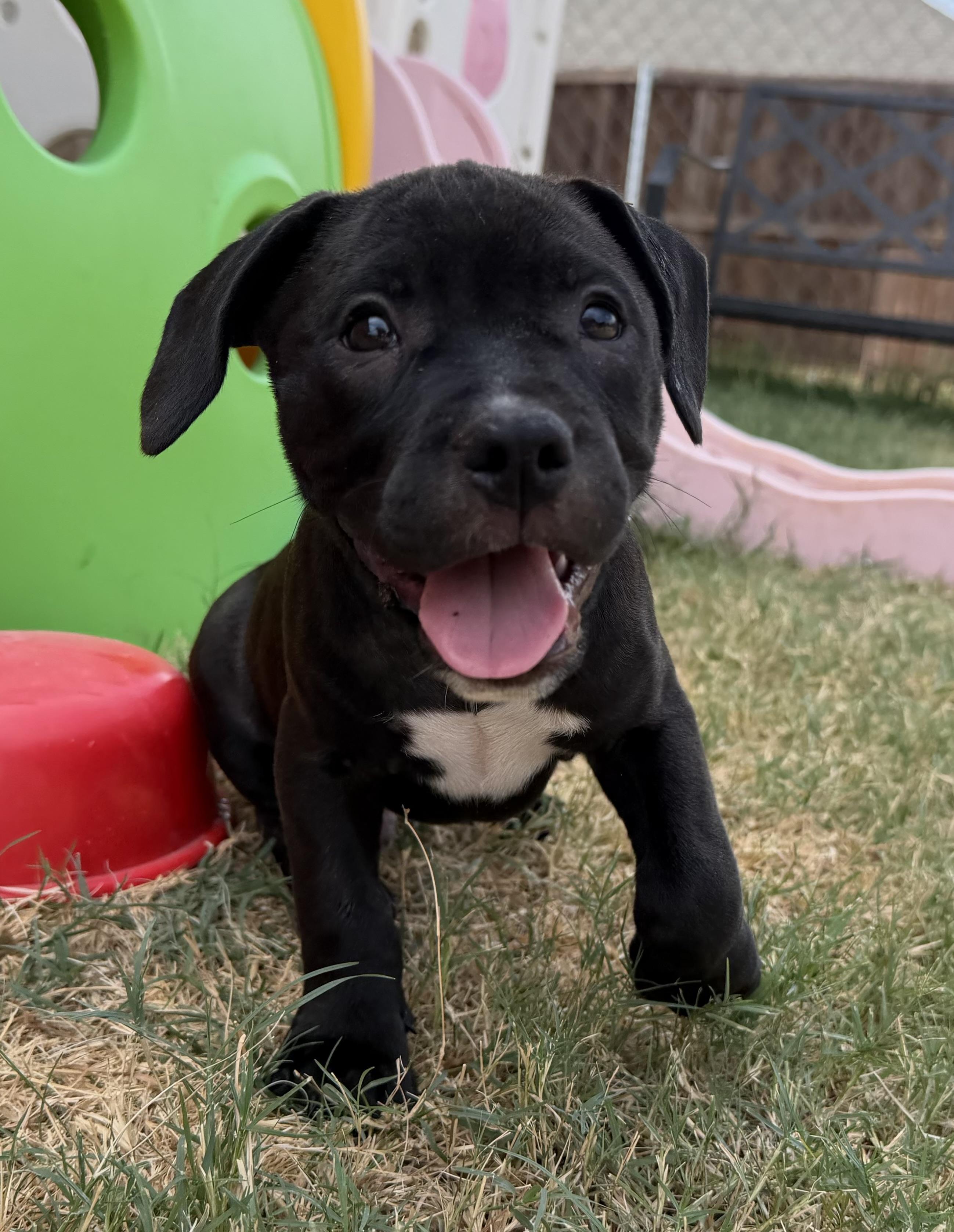 Enlarge Alto, a Adoptable mixed breed in Plano, TX image 2/5
