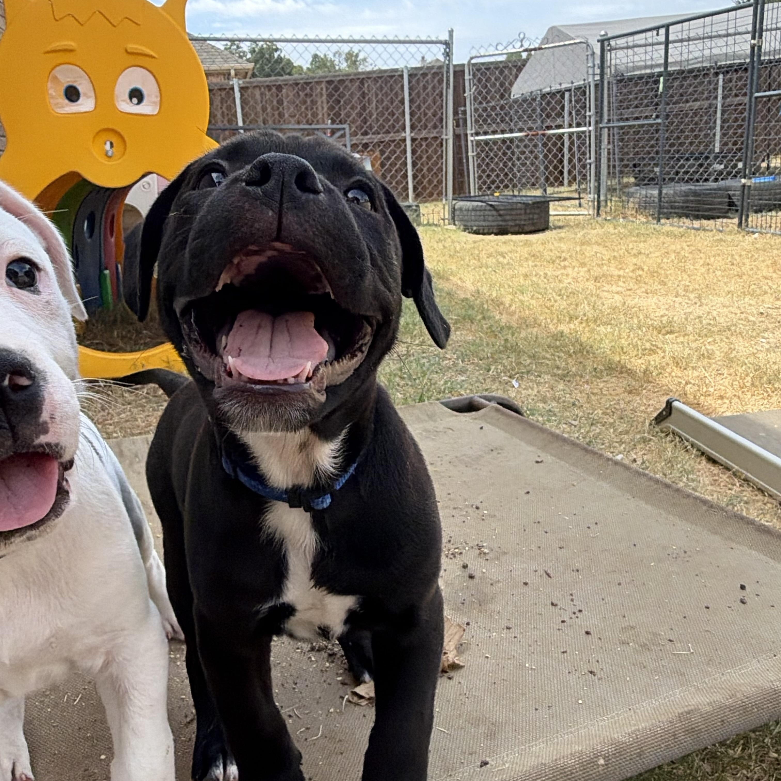 Enlarge Alto, a Adoptable mixed breed in Plano, TX image 3/5
