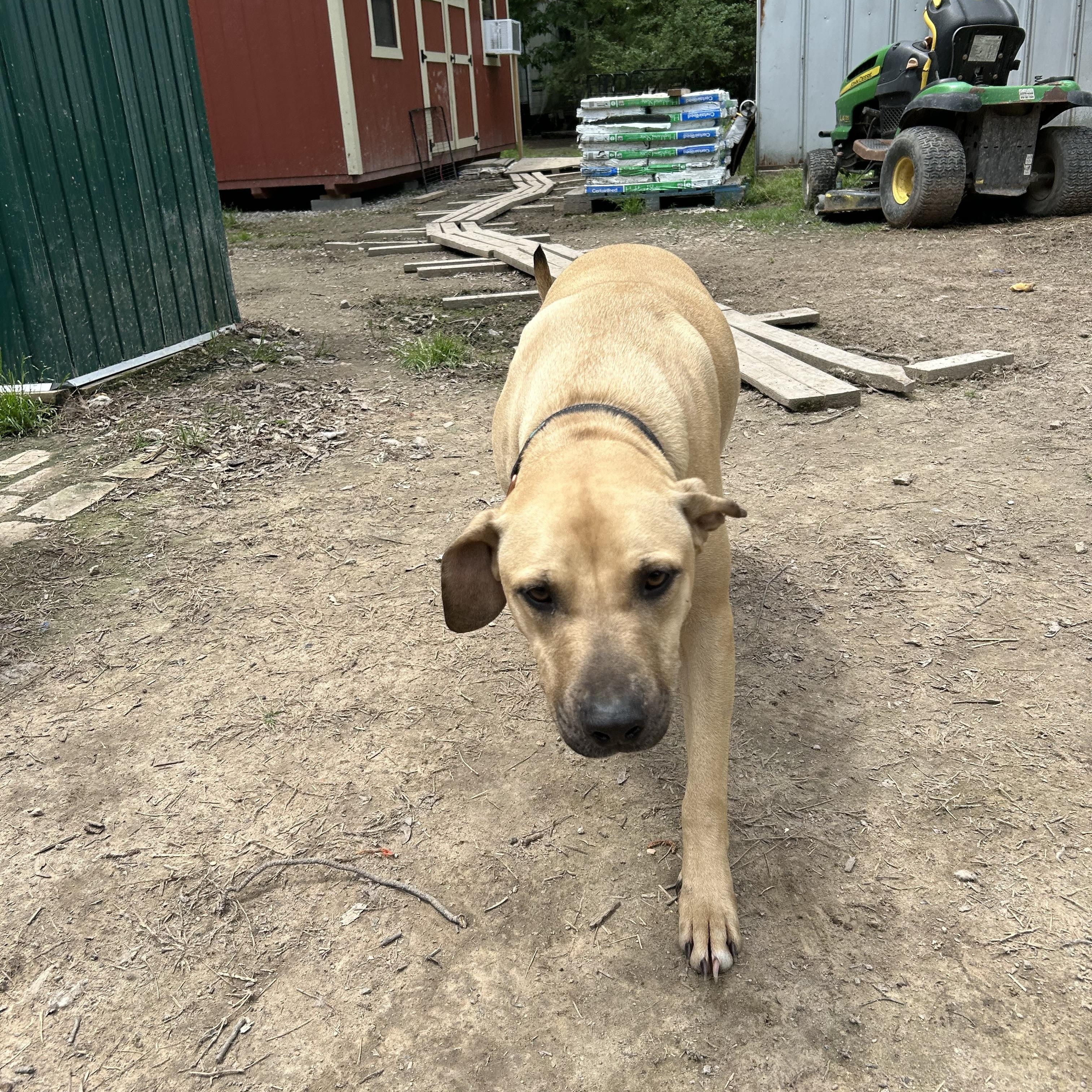 Enlarge Tanner, a Adoptable mixed breed in Pine Bluff, AR image 2/11