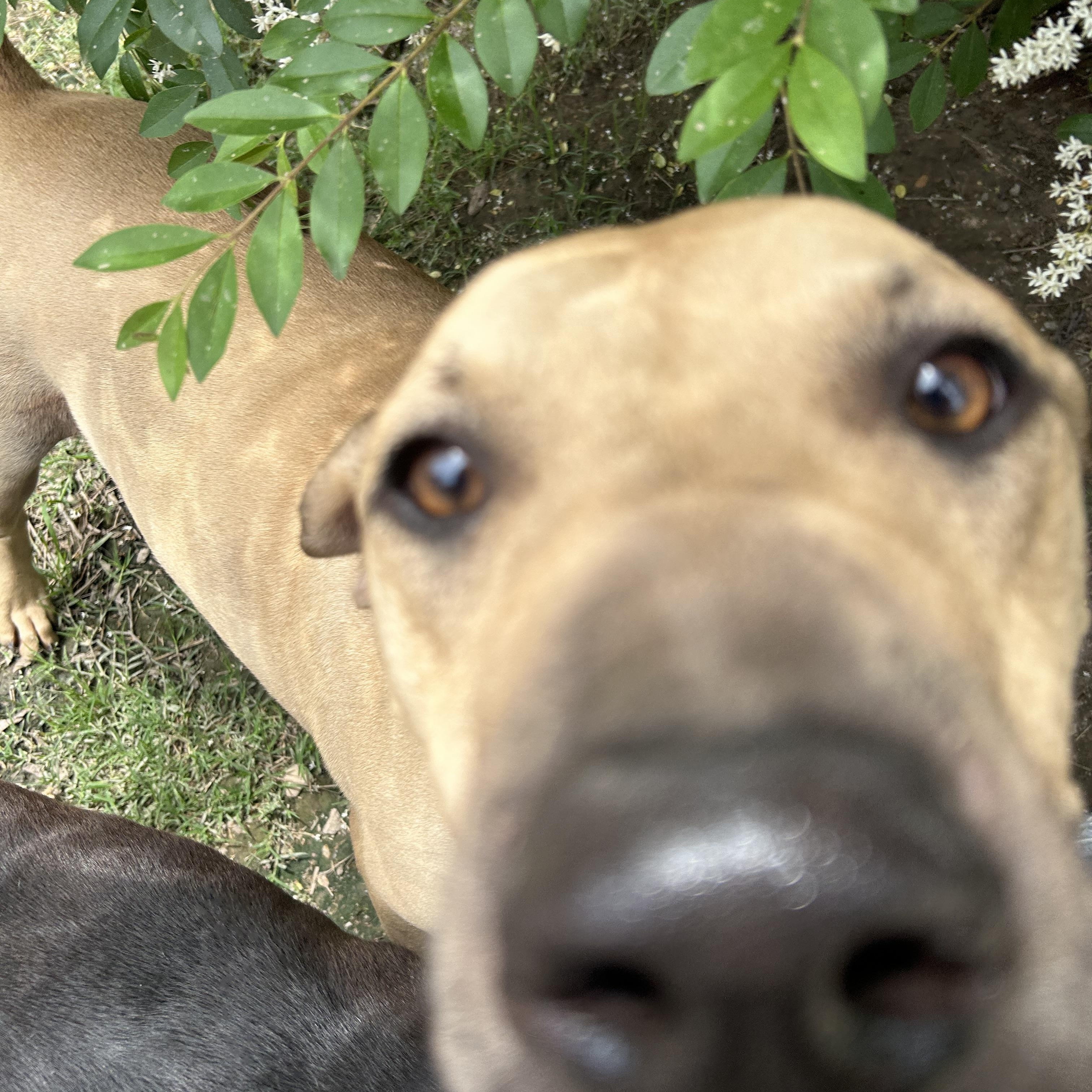 Tanner, Adoptable, Adult Male Catahoula Leopard Dog.