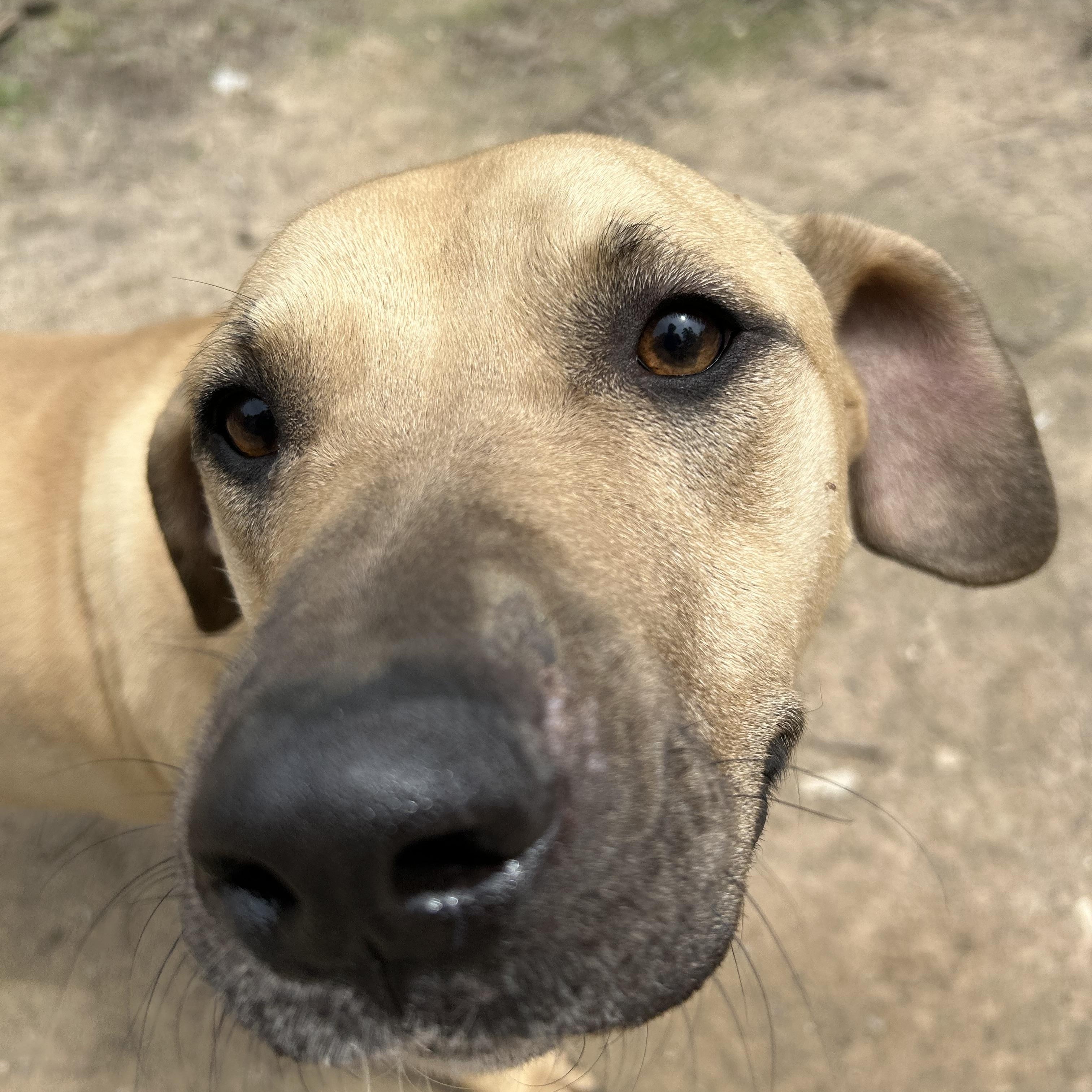 Enlarge Tanner, a Adoptable mixed breed in Pine Bluff, AR image 8/11