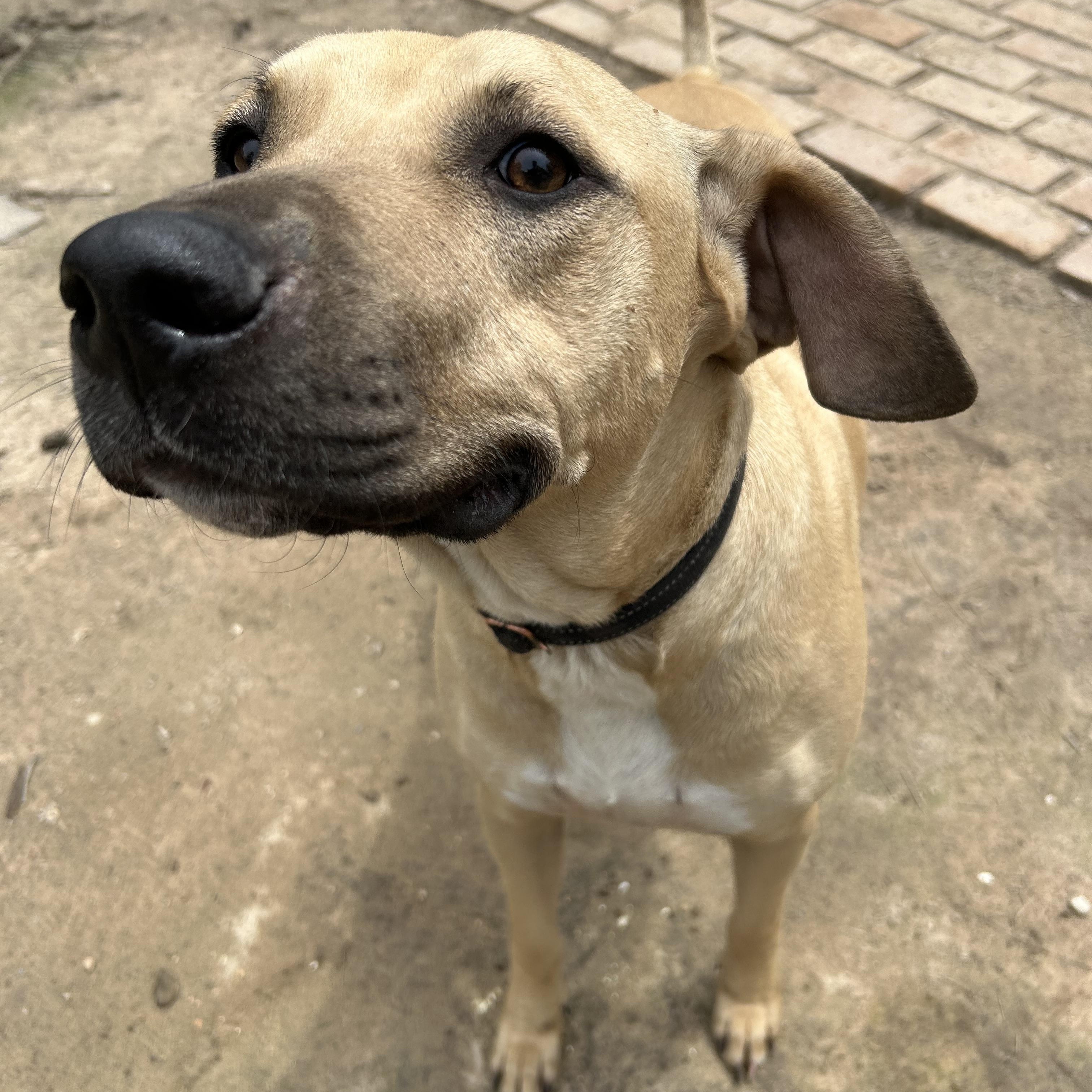 Enlarge Tanner, a Adoptable mixed breed in Pine Bluff, AR image 9/11