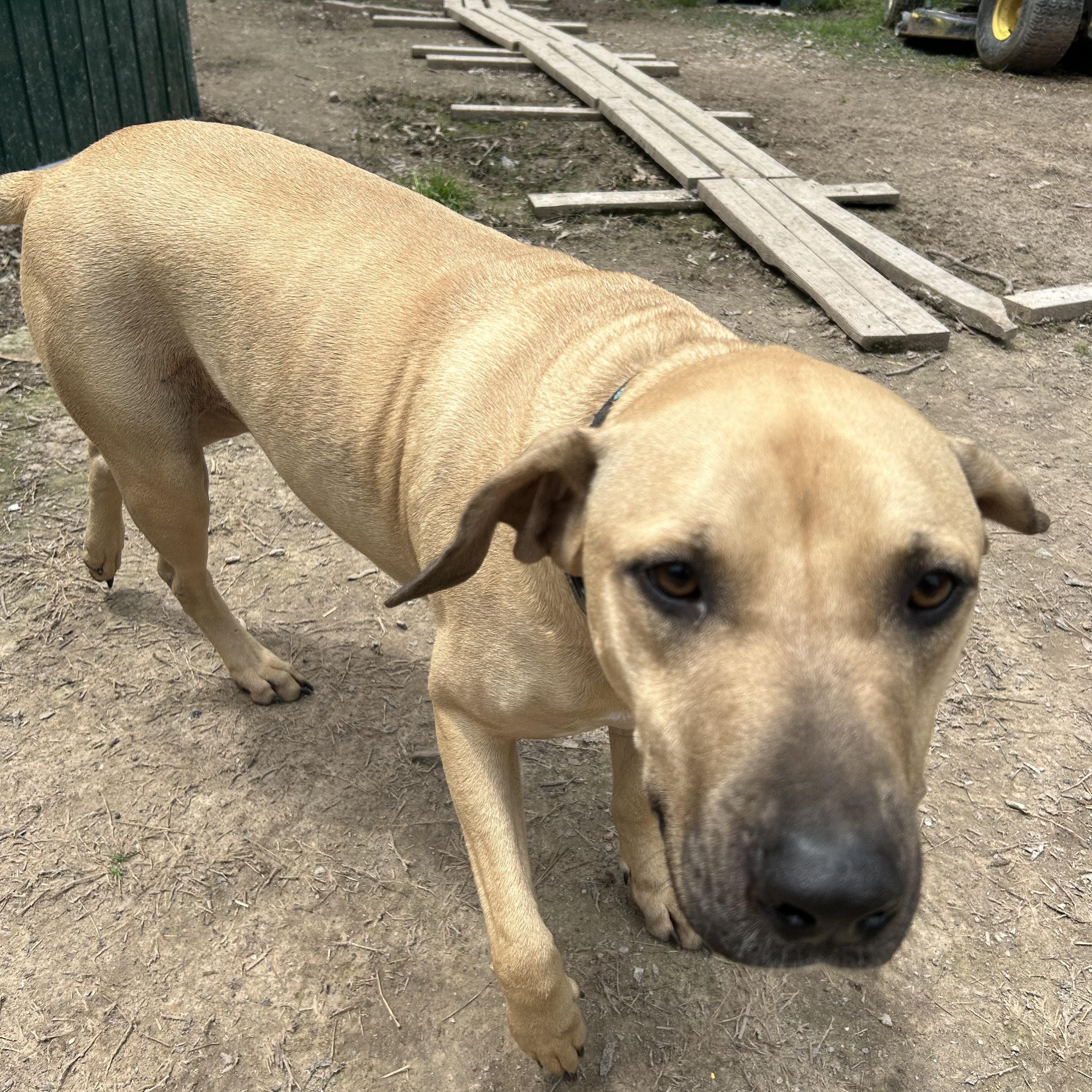 Enlarge Tanner, a Adoptable mixed breed in Pine Bluff, AR image 11/11