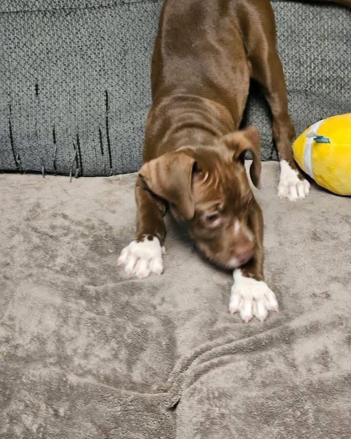 Peoria, an adopted mixed breed in Broken Arrow, OK image 5/6