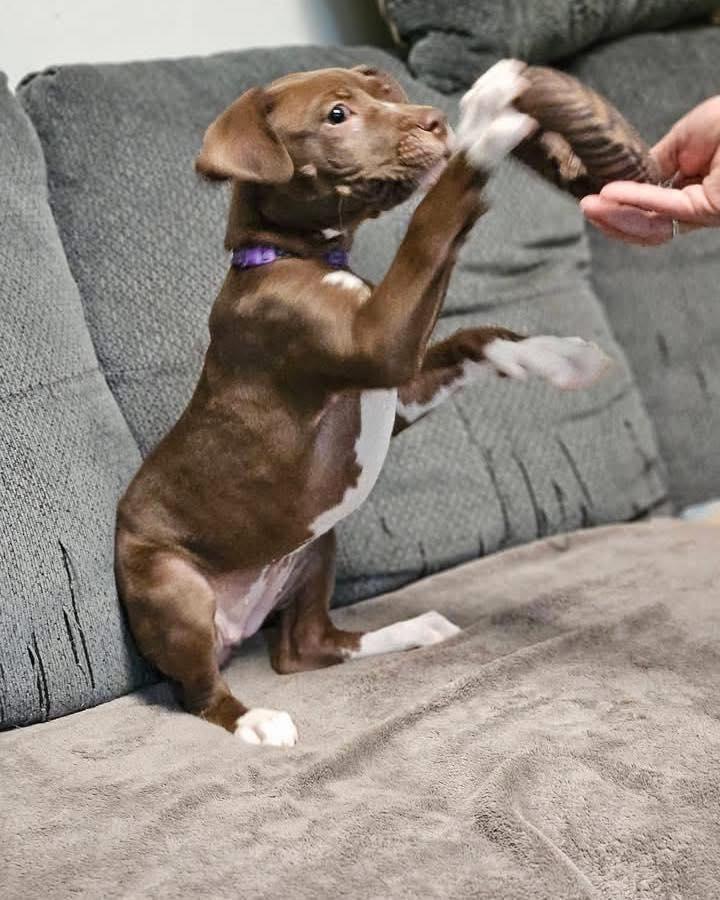 Peoria, an adopted mixed breed in Broken Arrow, OK image 3/6