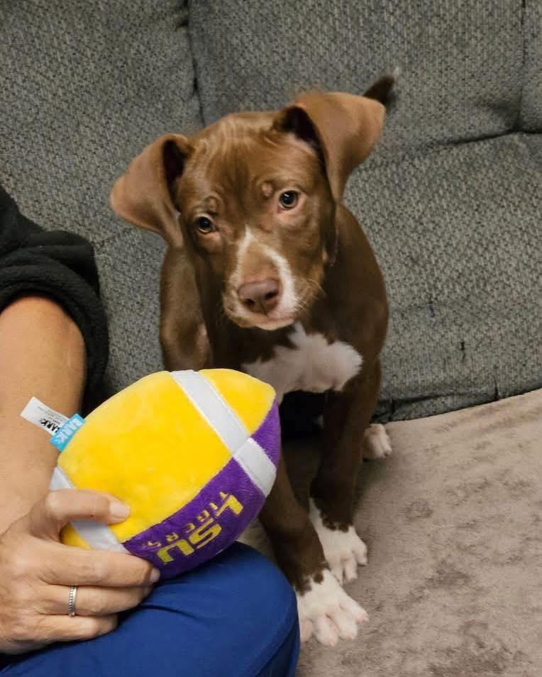 Peoria, an adopted mixed breed in Broken Arrow, OK image 6/6