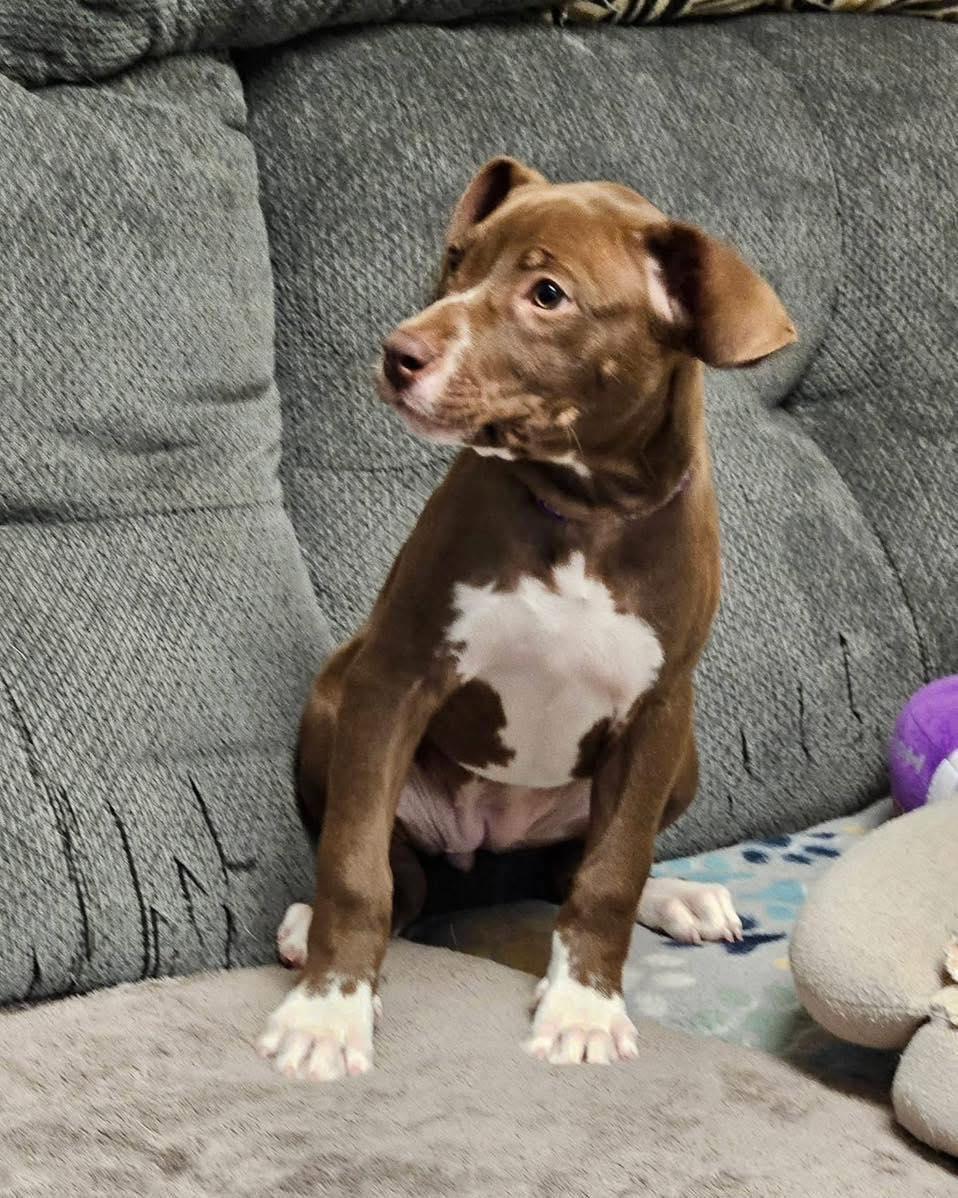 Peoria, an adopted mixed breed in Broken Arrow, OK image 4/6