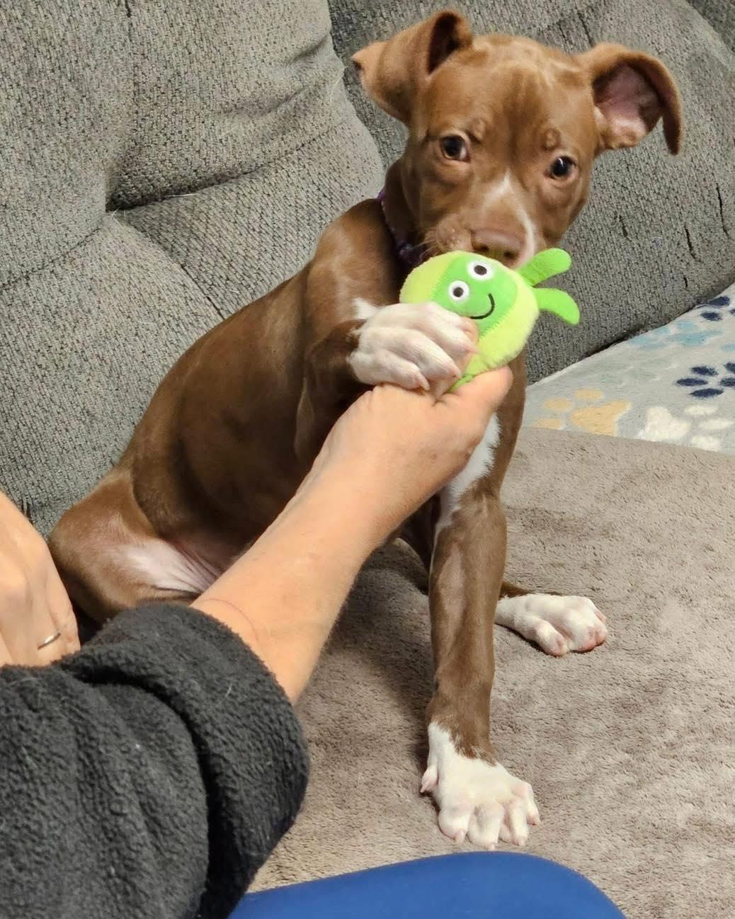 Peoria, an adopted mixed breed in Broken Arrow, OK image 2/6