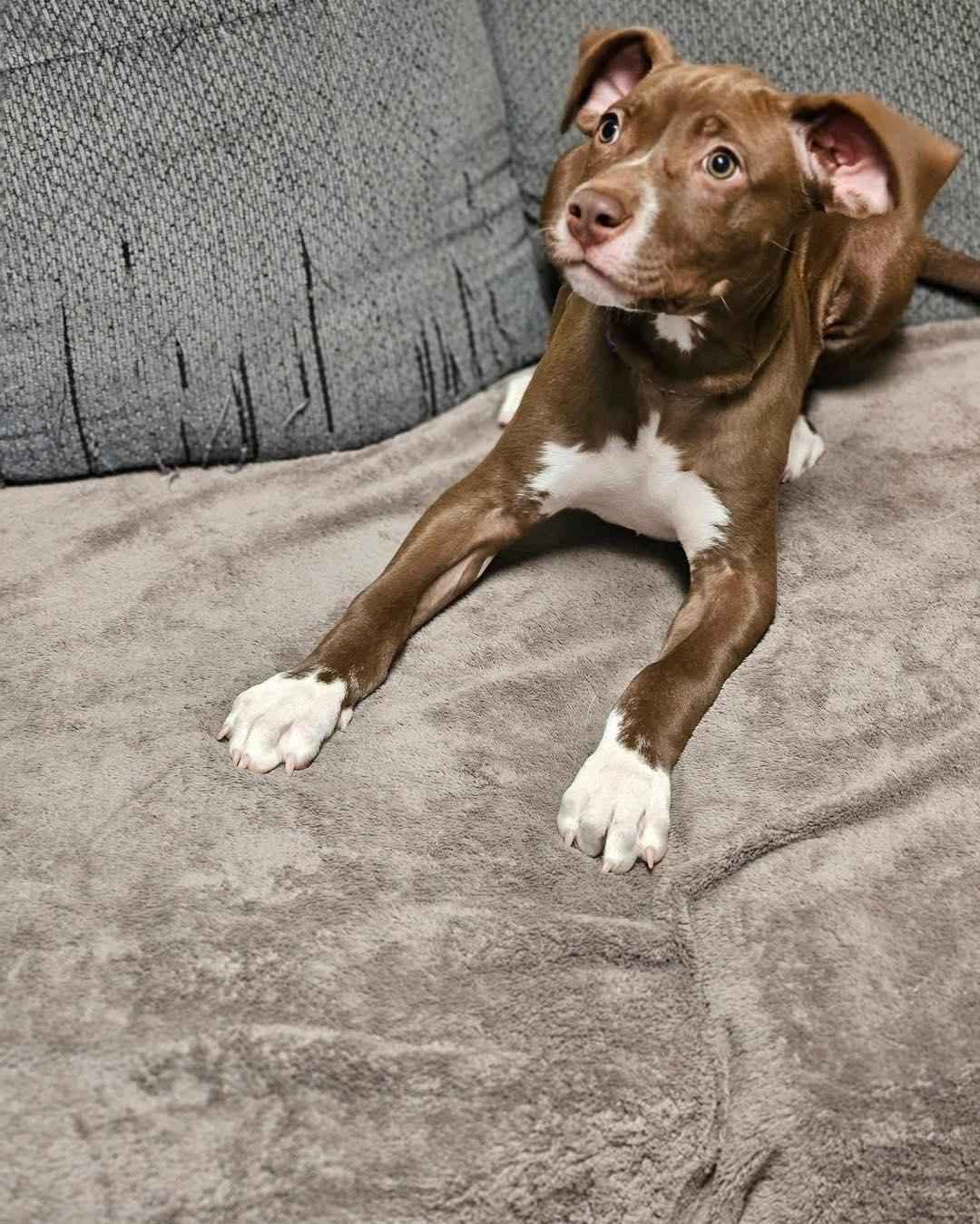 Peoria, an adopted mixed breed in Broken Arrow, OK image 1/6