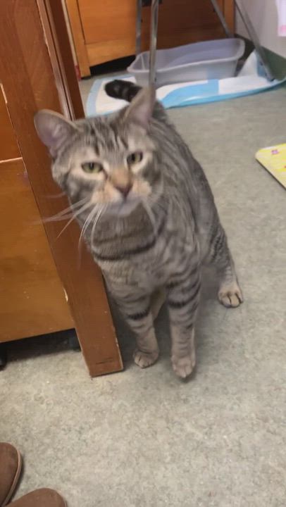 Enlarge SImba, a Adopted Domestic Short Hair in Lewiston, ME video 3/5