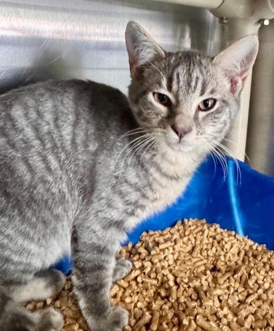 Stewart, Adoptable, Kitten Male Domestic Short Hair.